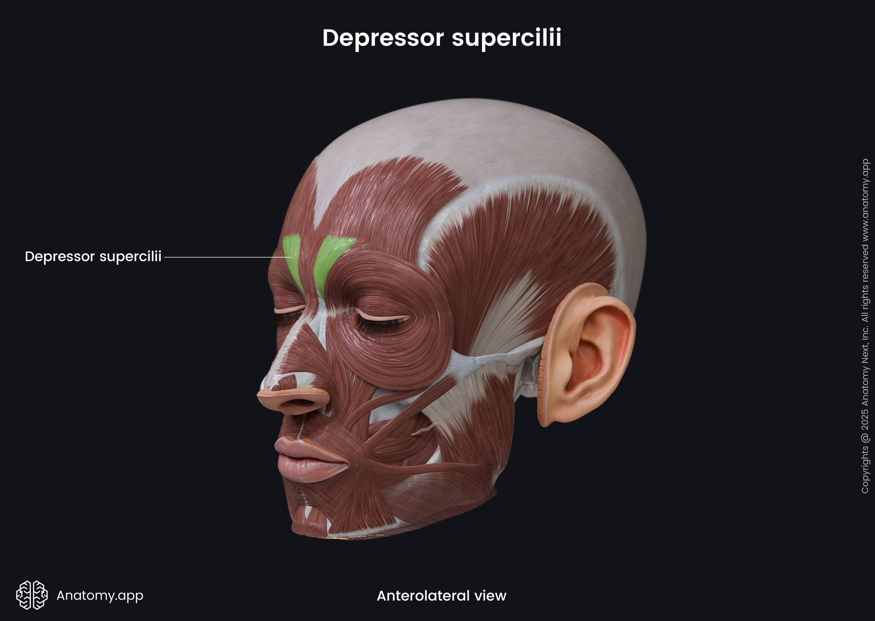 Depressor supercilii (anterolateral view)