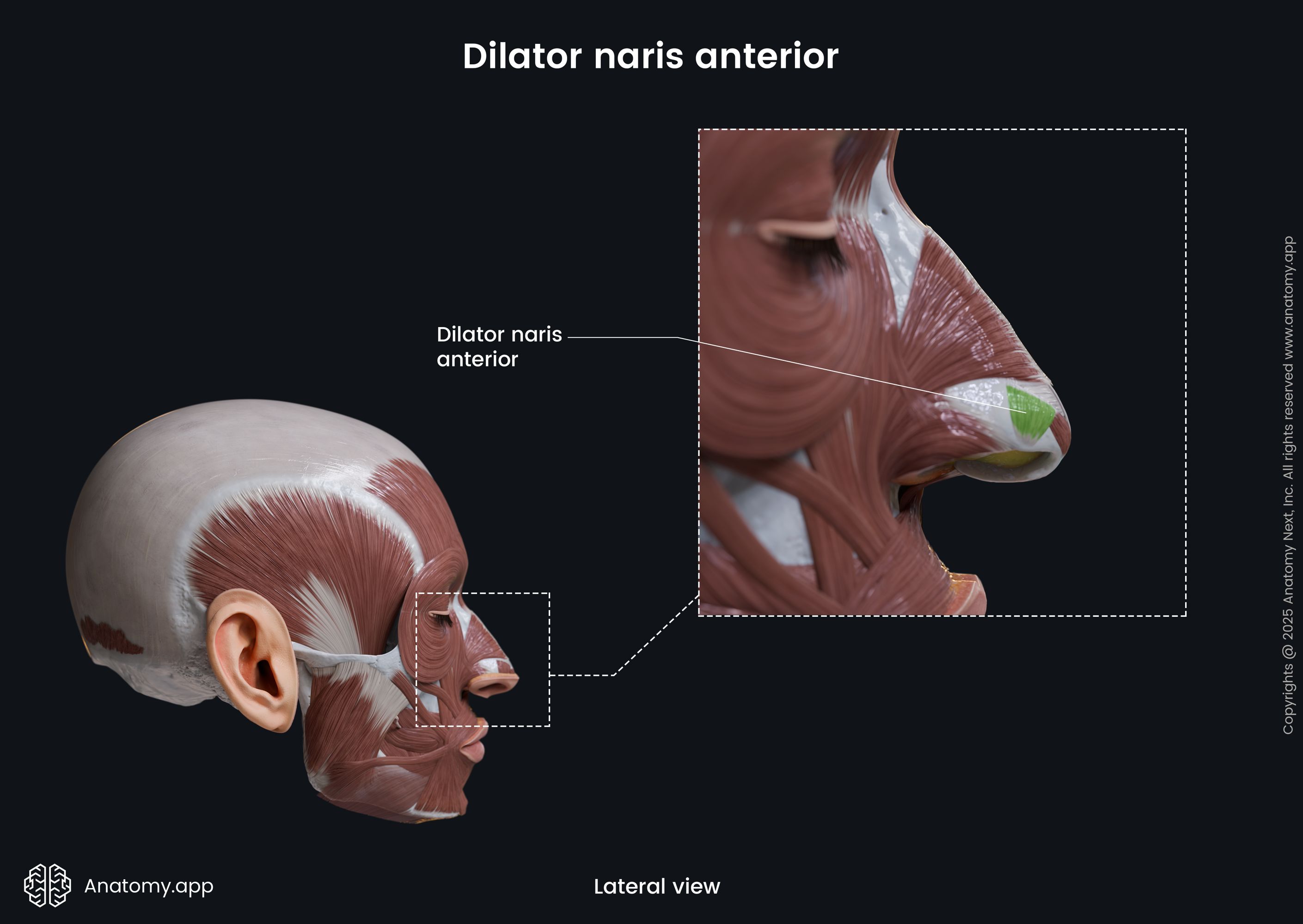 Dilator naris anterior (lateral view)