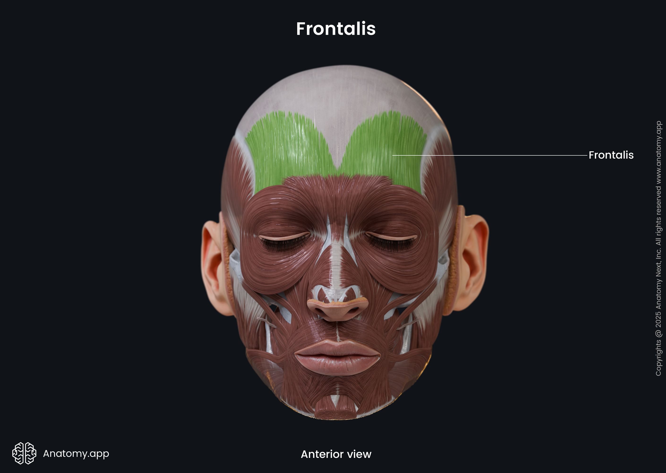 Frontalis (anterior view)