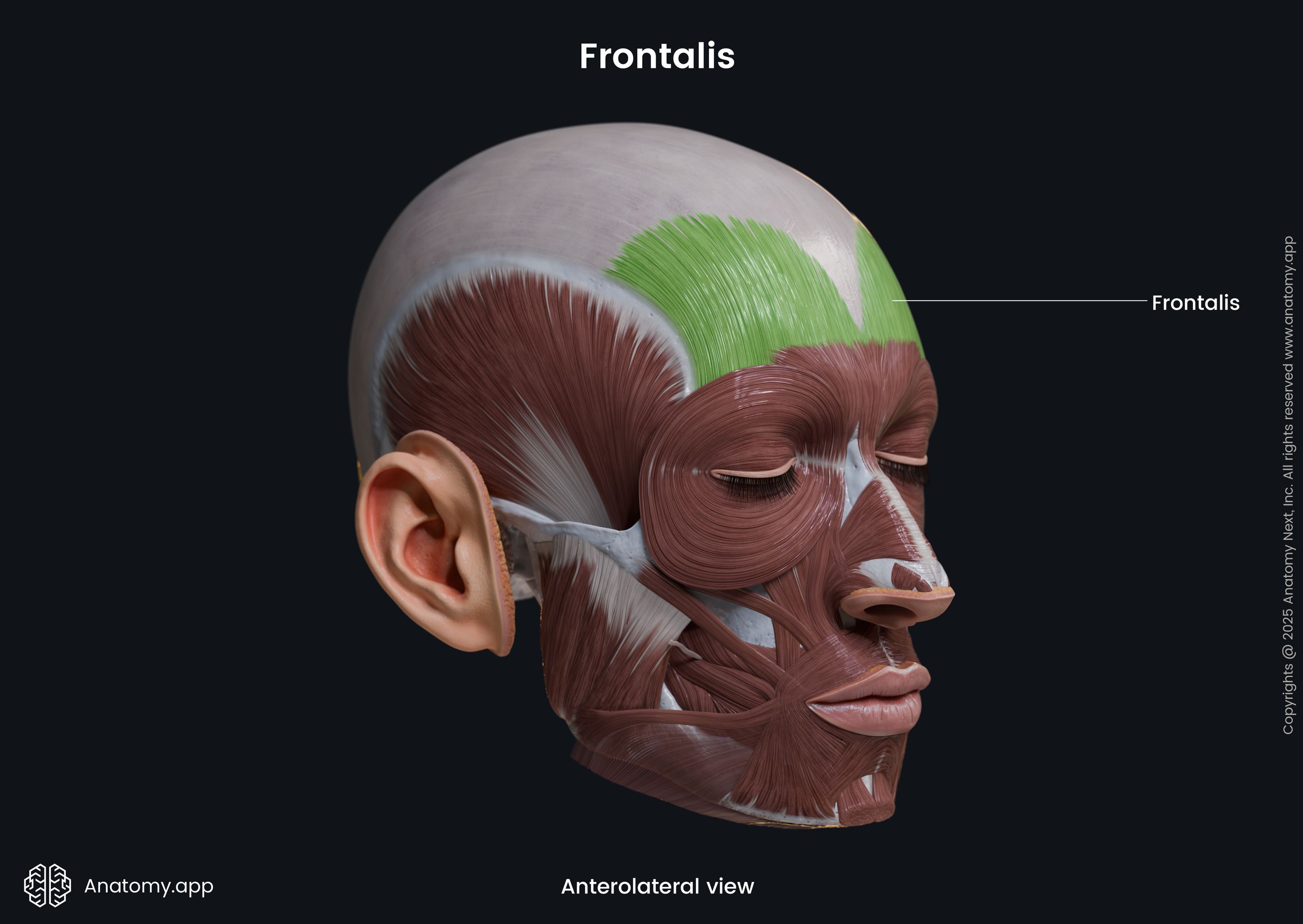 Frontalis (anterolateral view)