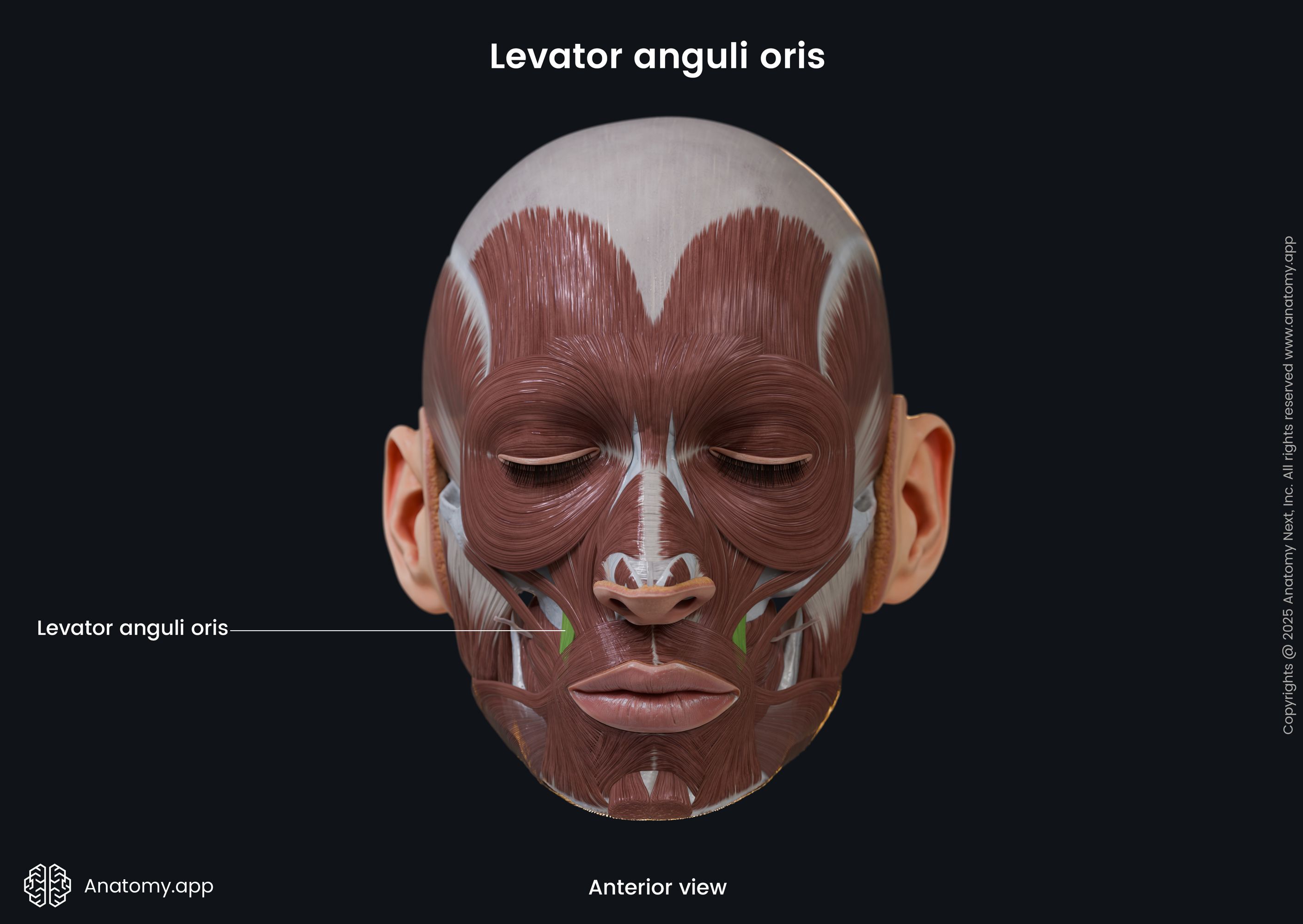 Levator anguli oris (anterior view)