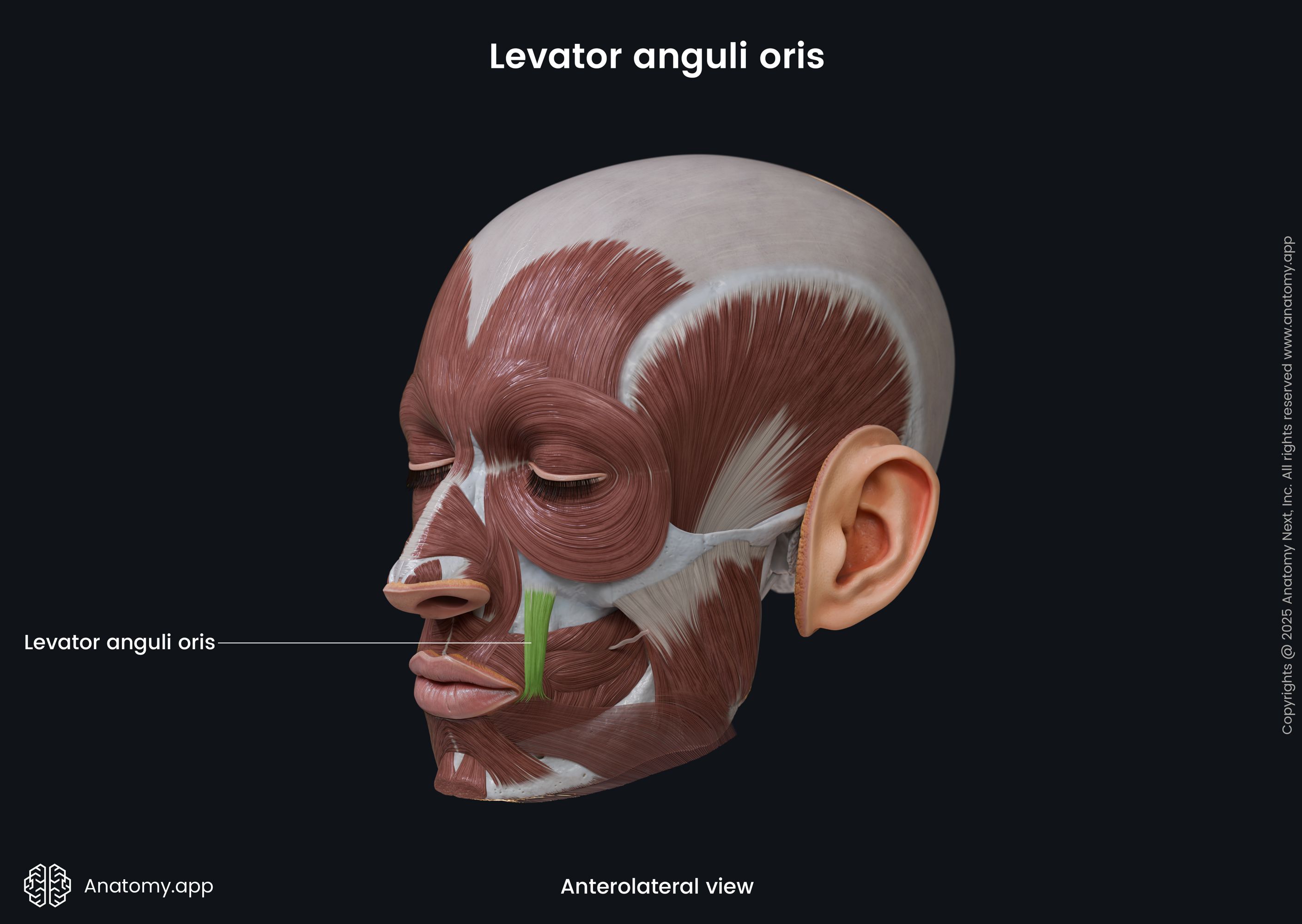 Levator anguli oris (anterolateral view)