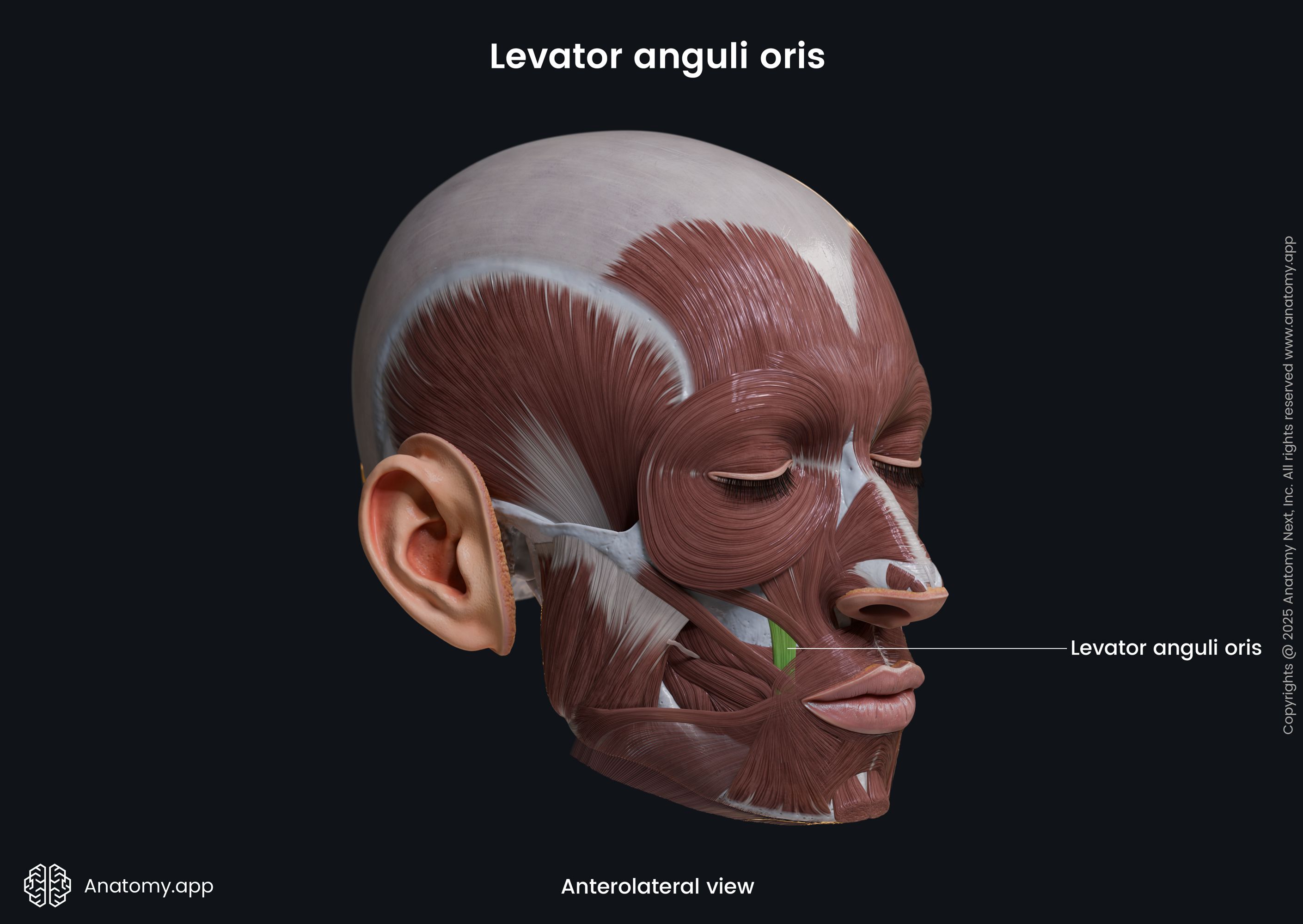 Levator anguli oris (anterolateral view)