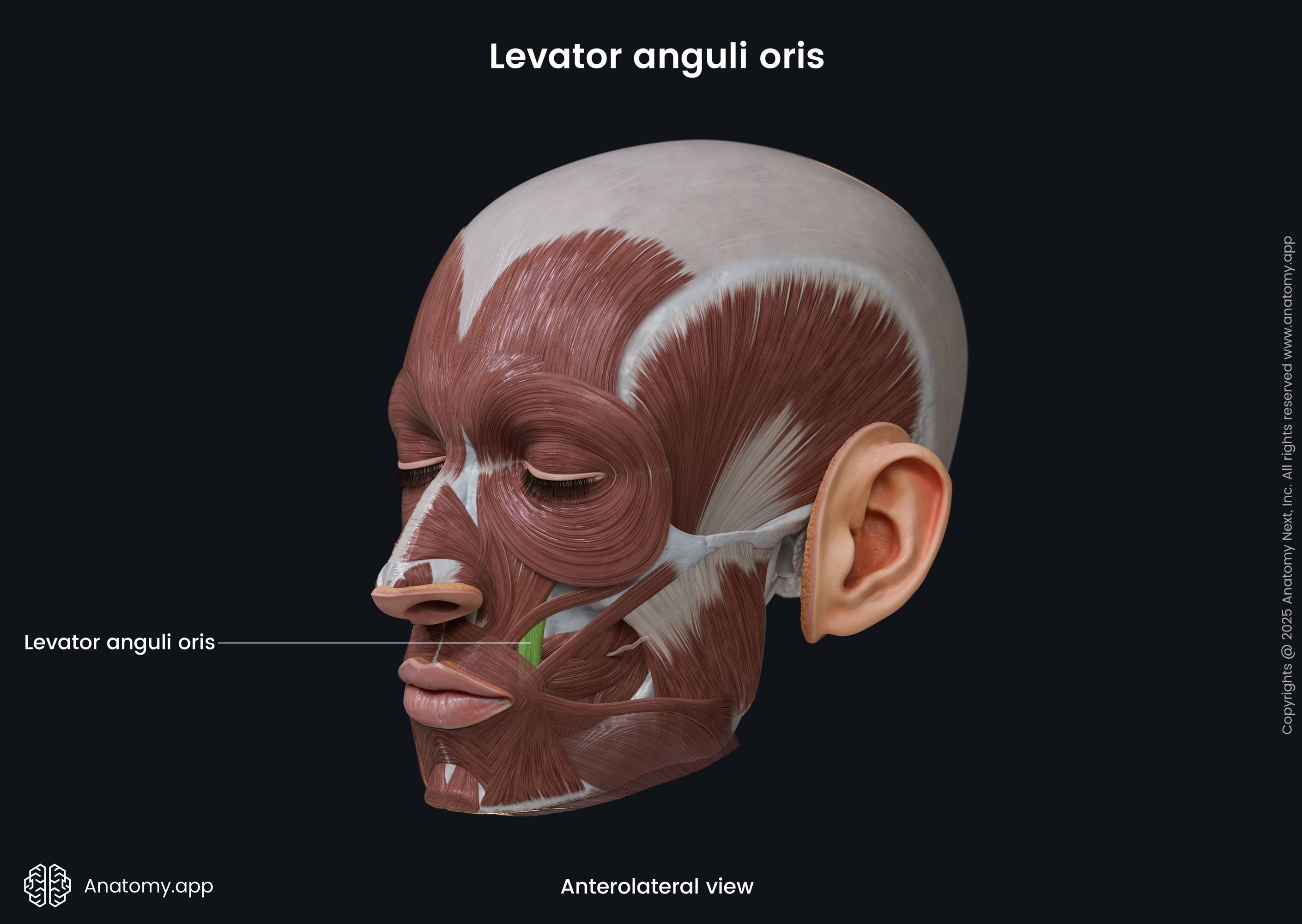 Levator anguli oris (anterolateral view)