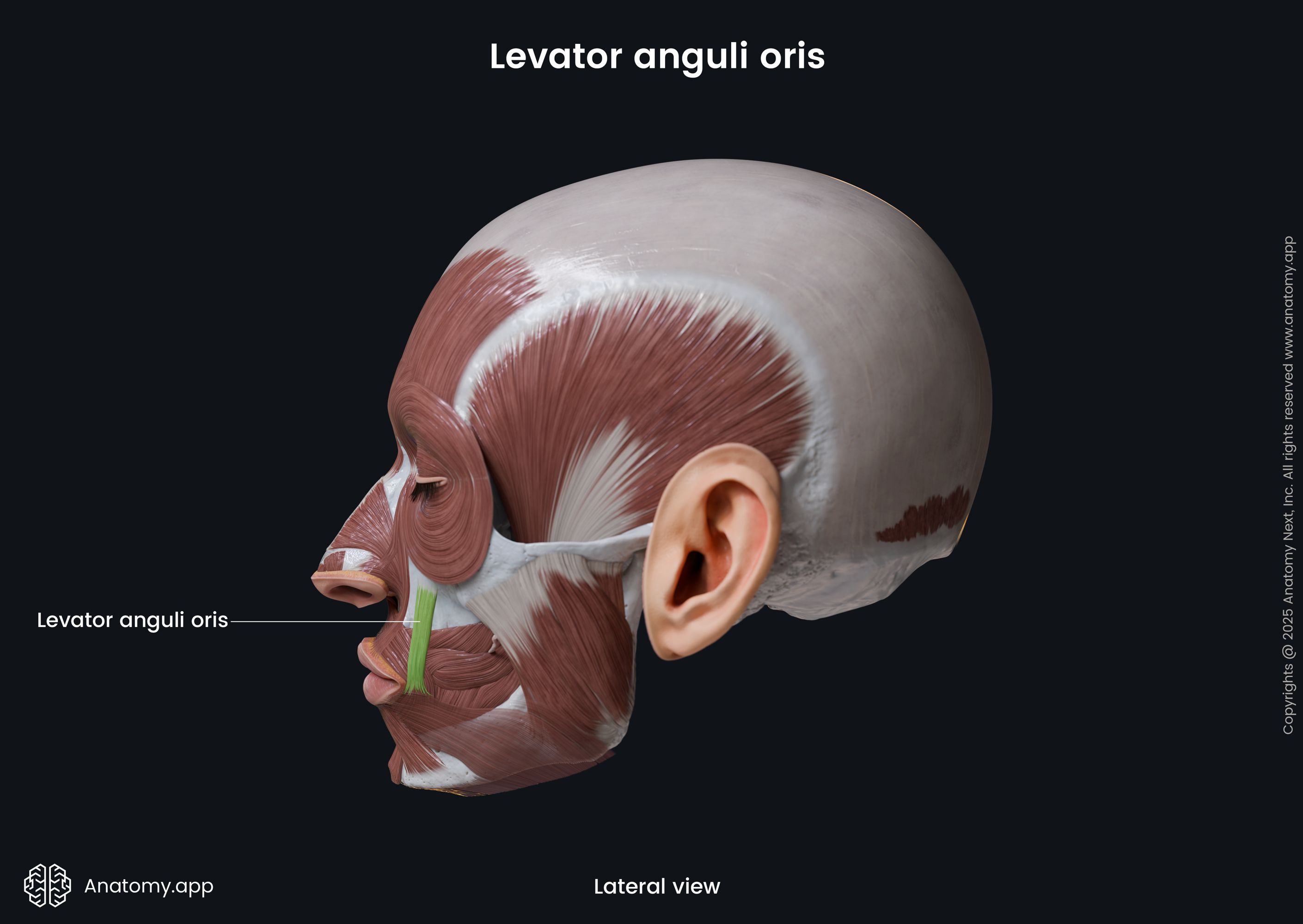 Levator anguli oris (lateral view)