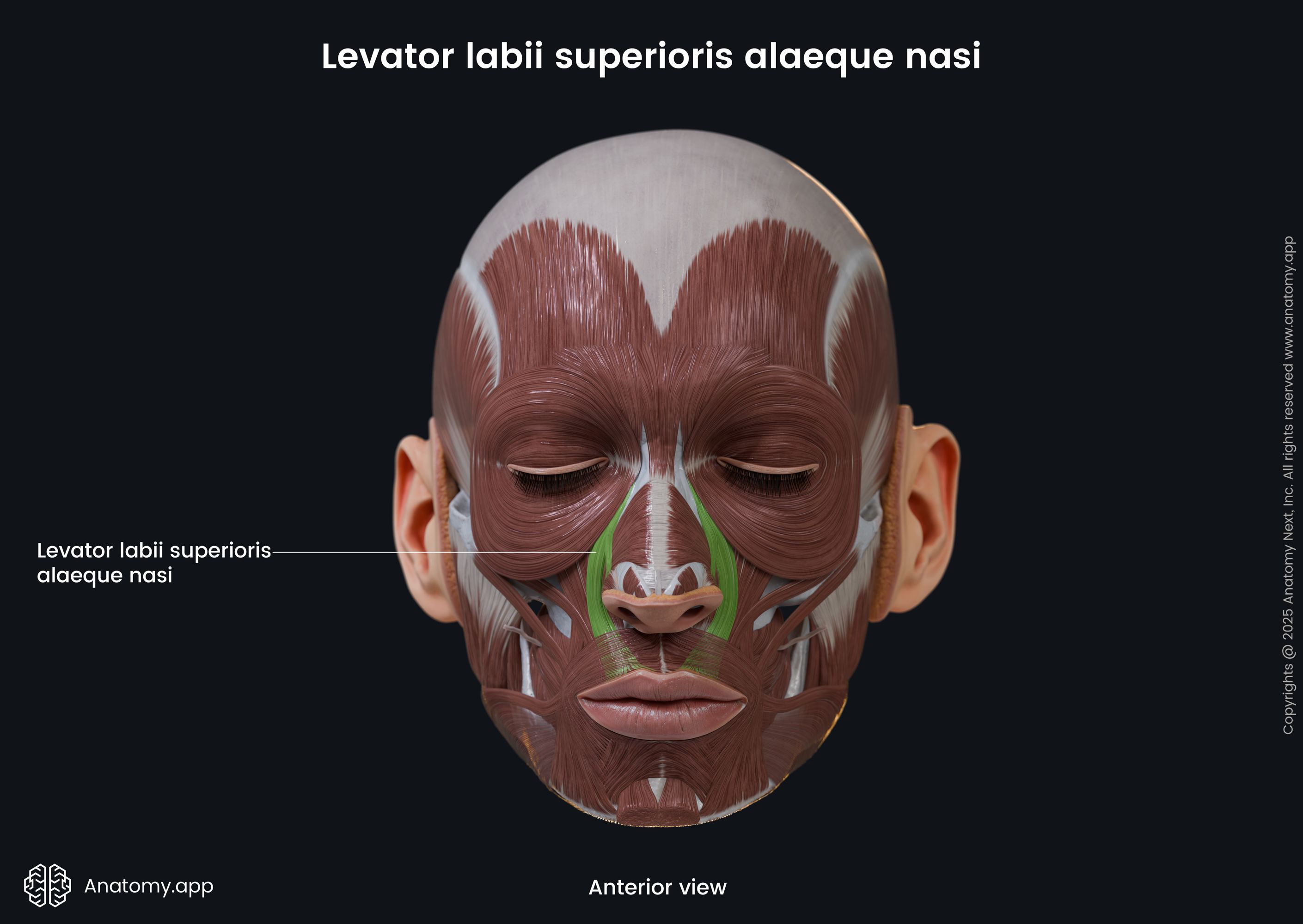 Levator labii superioris alaeque nasi (anterior view)