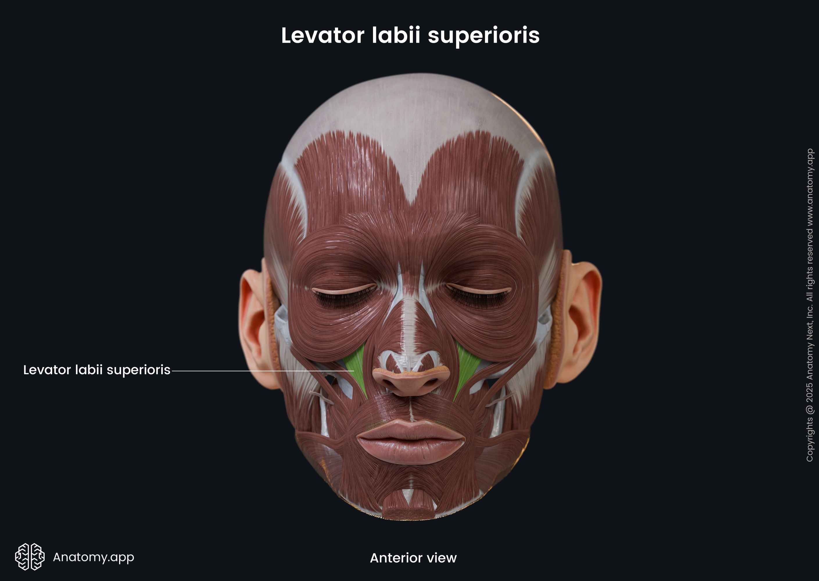 Levator labii superioris (anterior view)