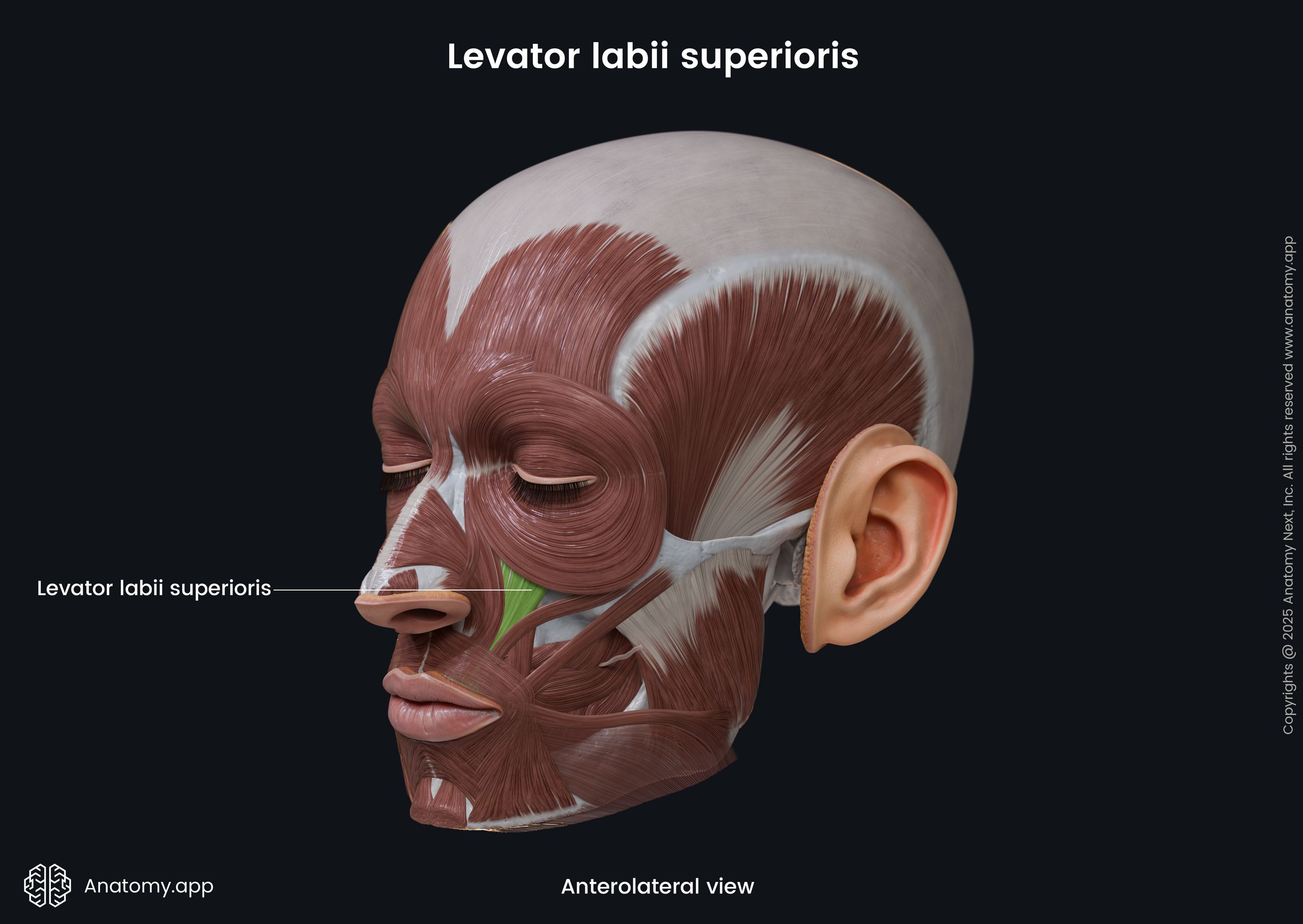 Levator labii superioris (anterolateral view)