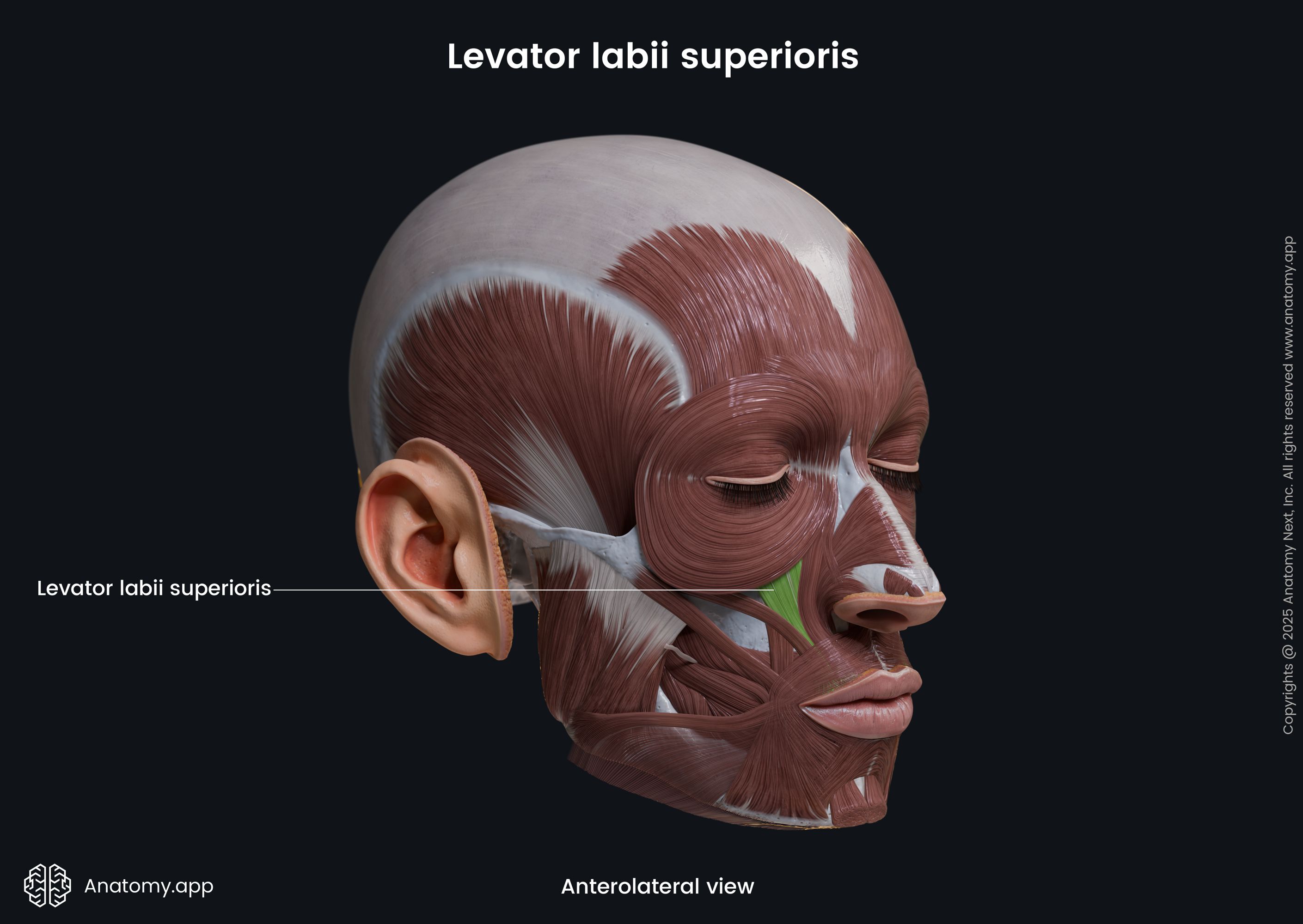 Levator labii superioris (anterolateral view)