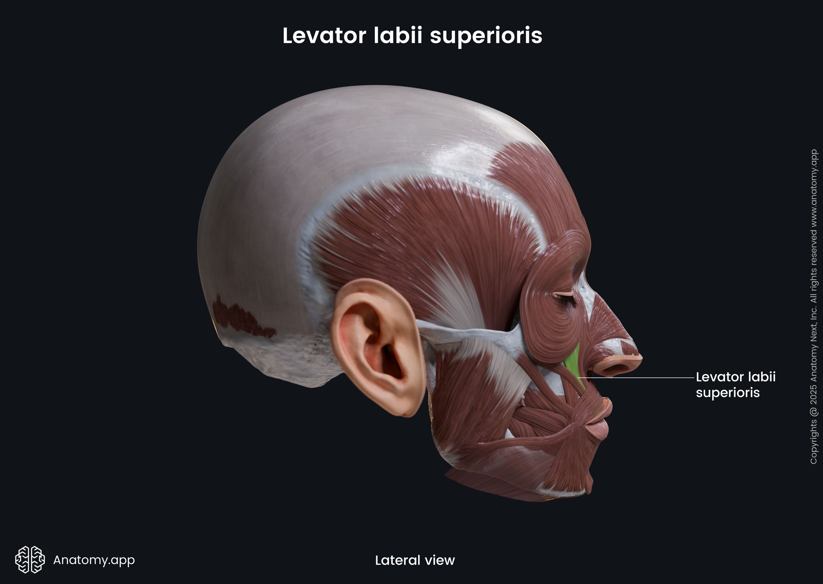 Levator labii superioris (lateral view)