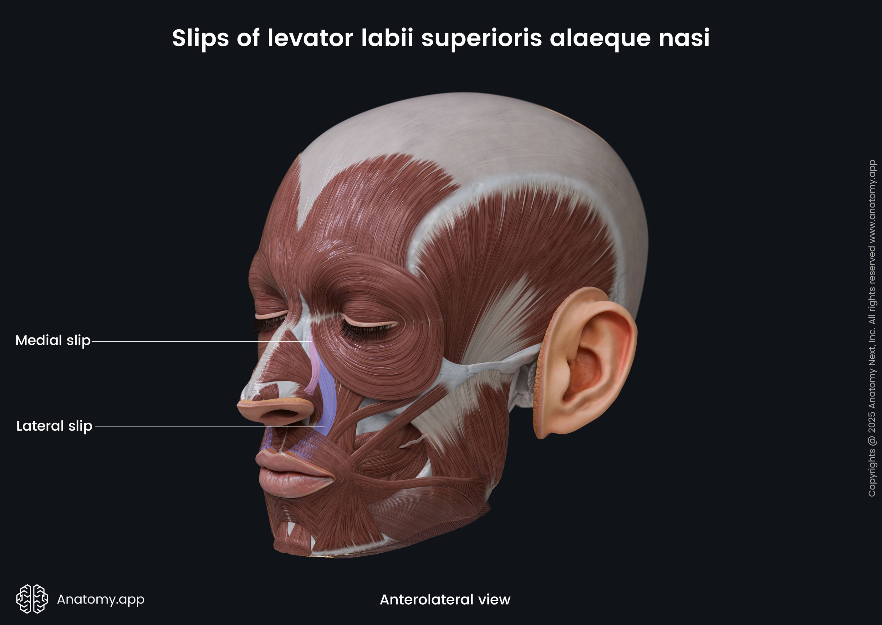Slips of levator labii superioris alaeque nasi (anterolateral view)
