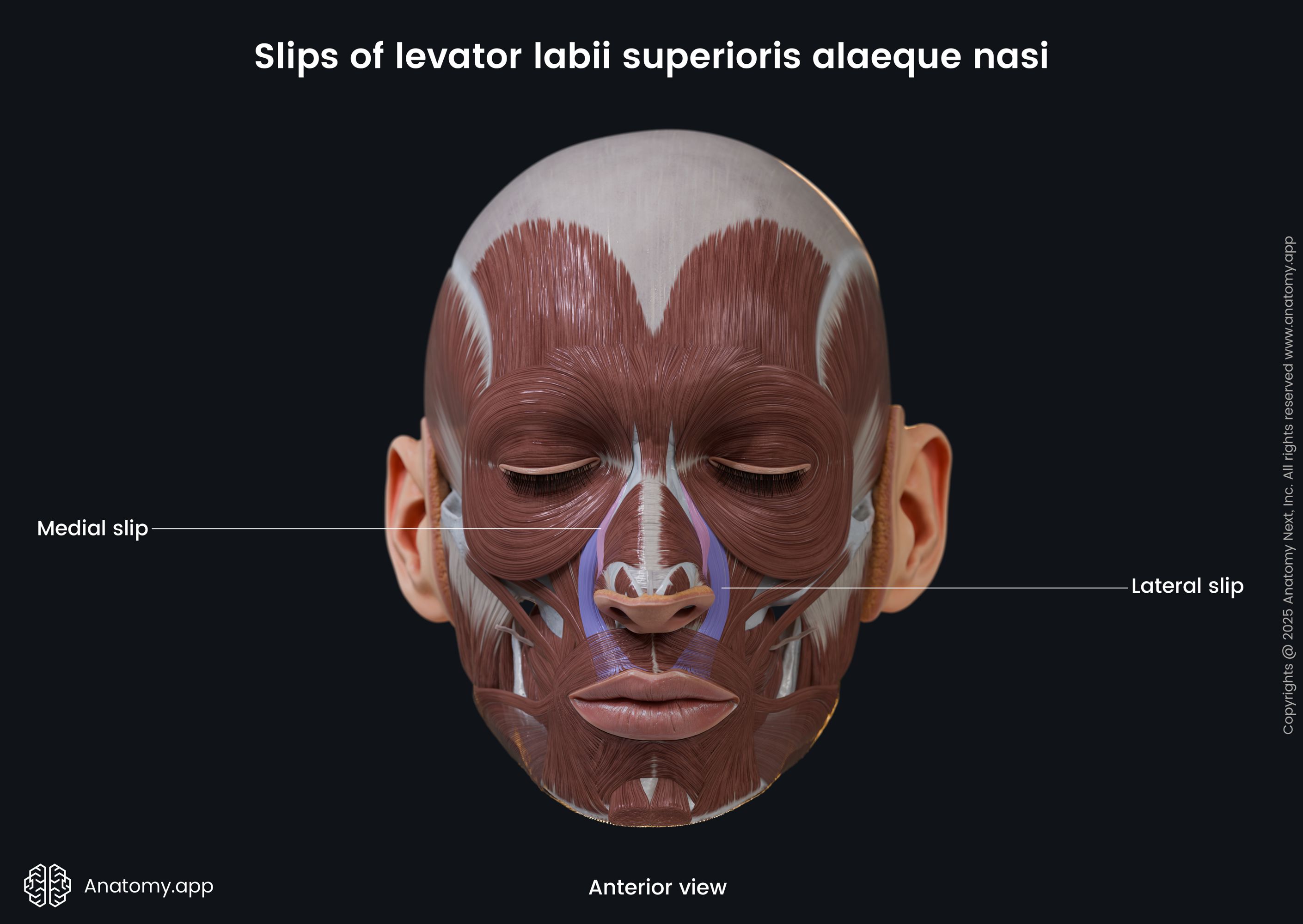 Slips of levator labii superioris alaeque nasi (anterior view)