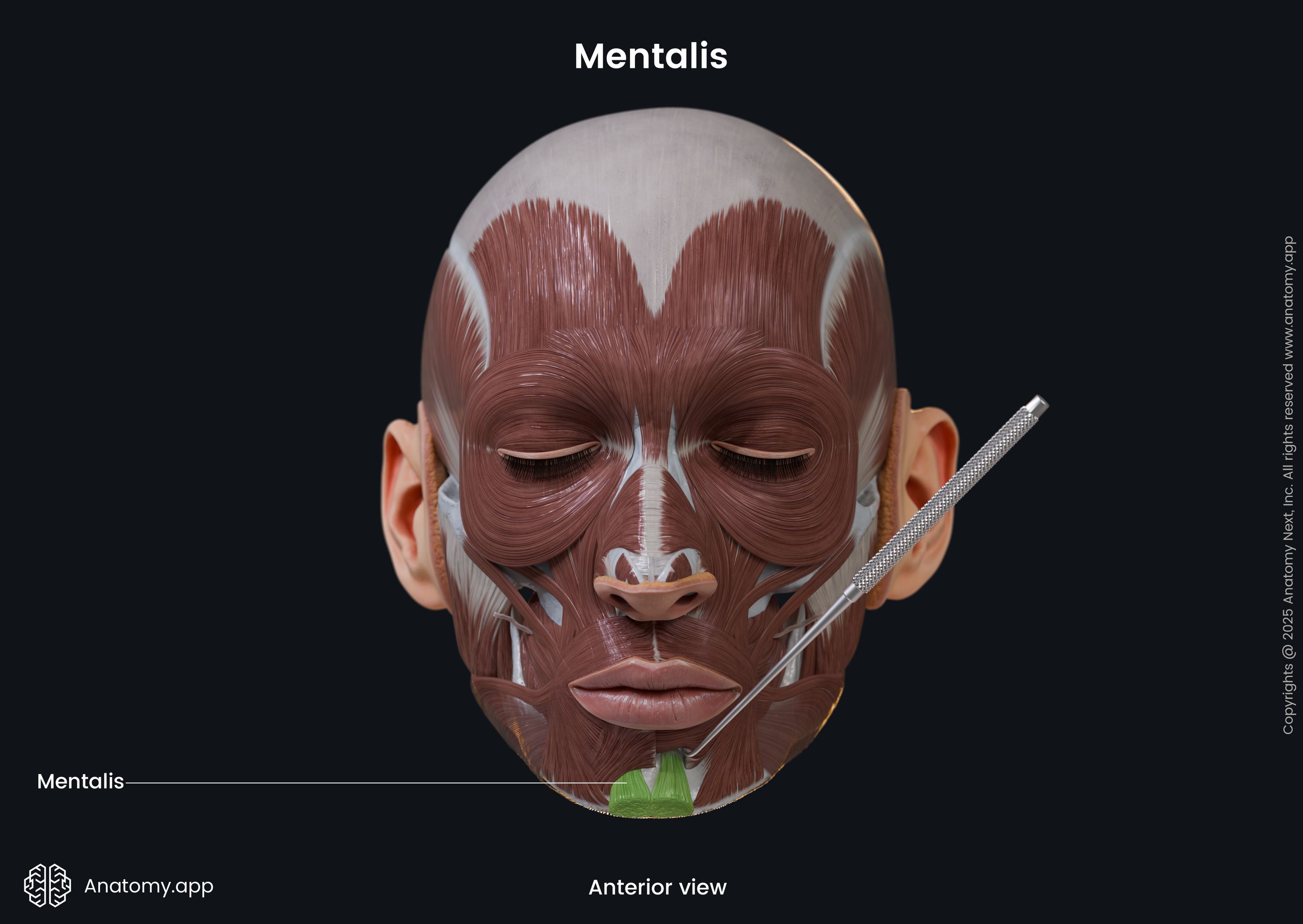 Mentalis (anterior view)