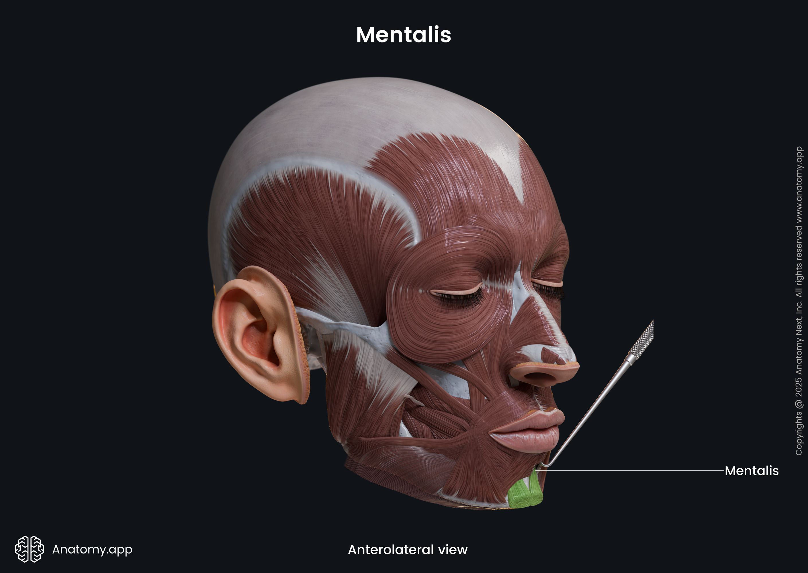 Mentalis (anterolateral view)