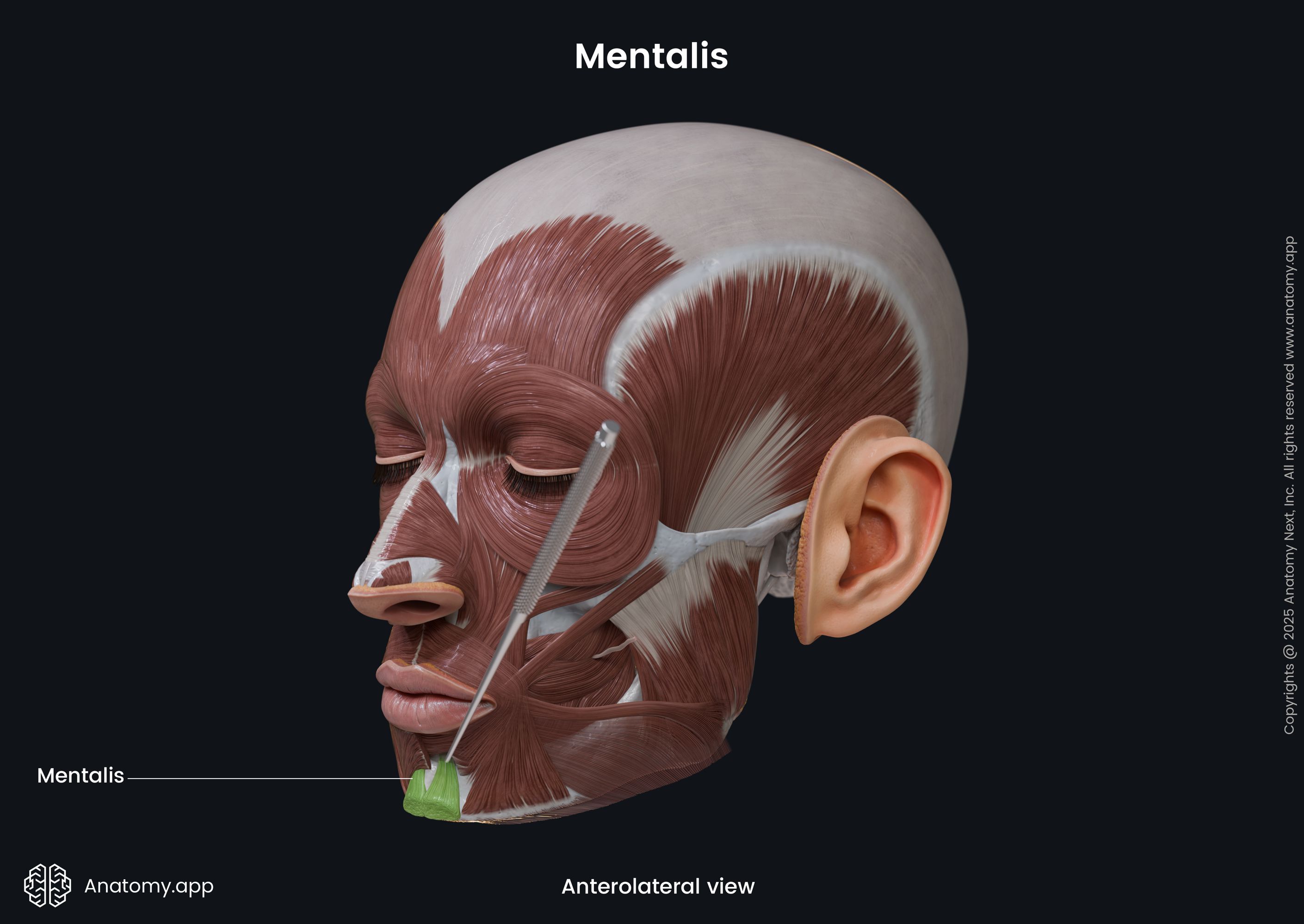 Mentalis (anterolateral view)