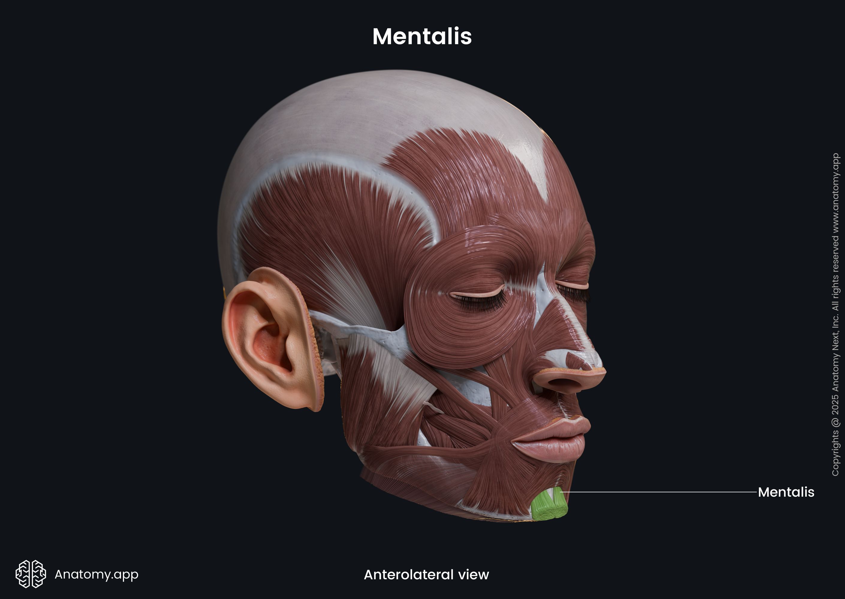 Mentalis (anterolateral view)