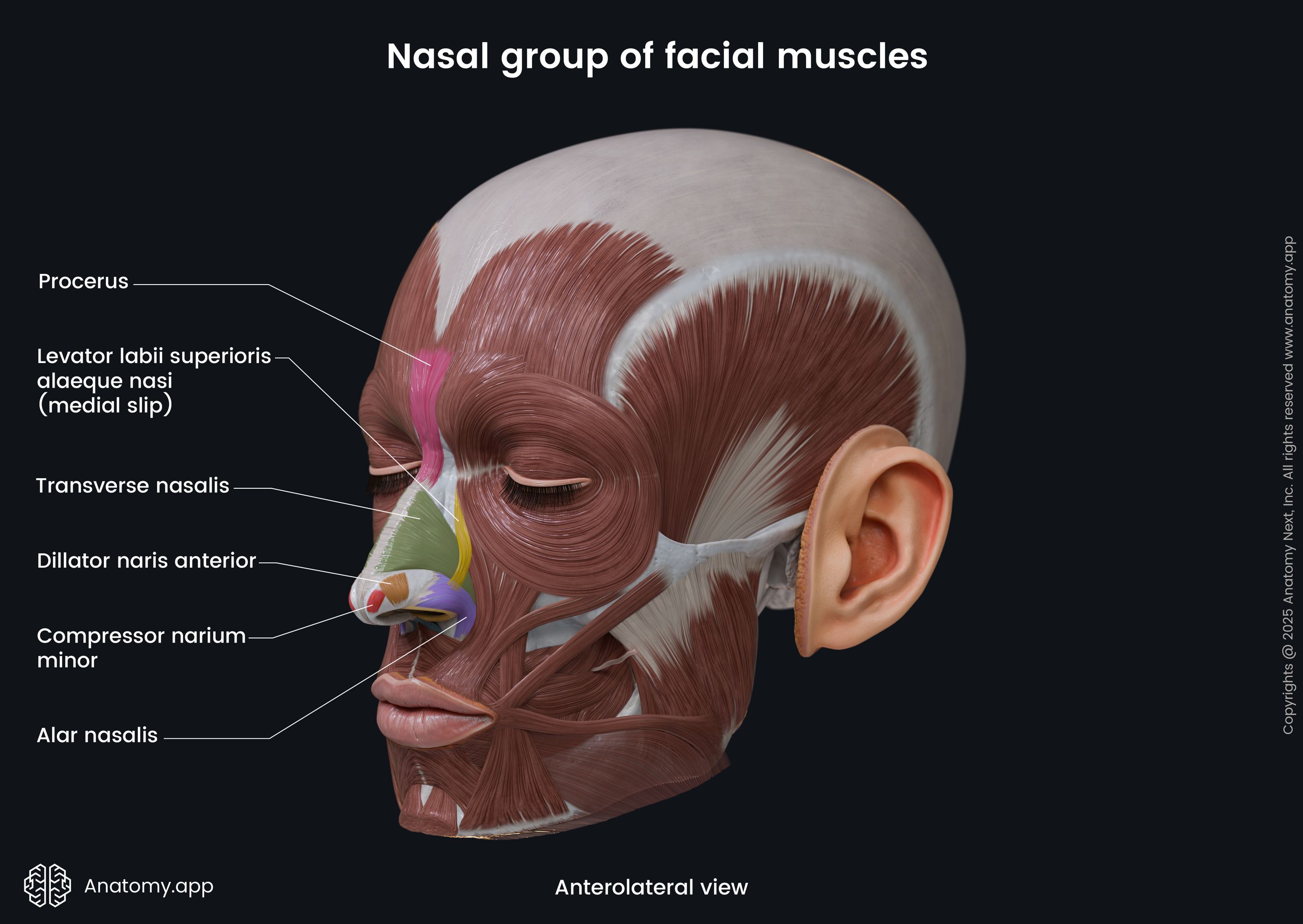Nasal group of facial muscles (anterolateral view)