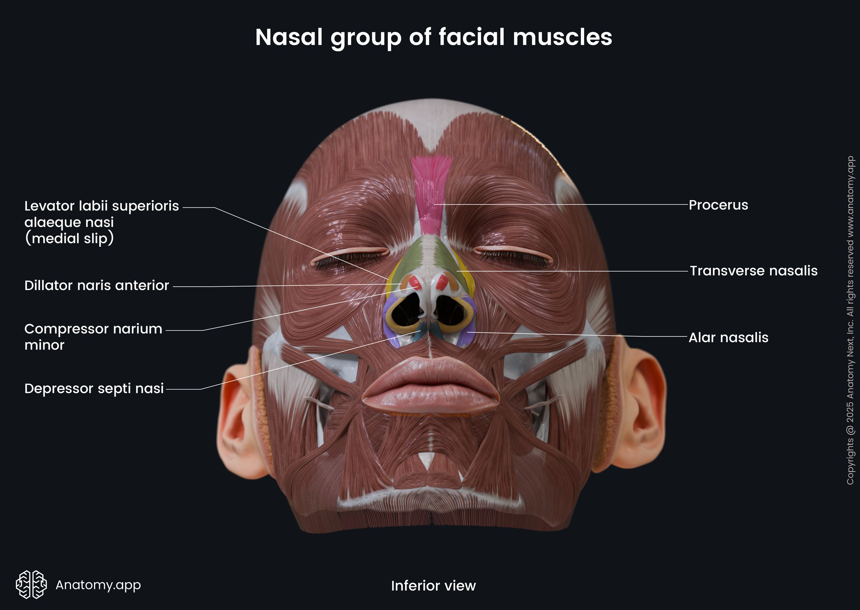 Nasal group of facial muscles (inferior view)