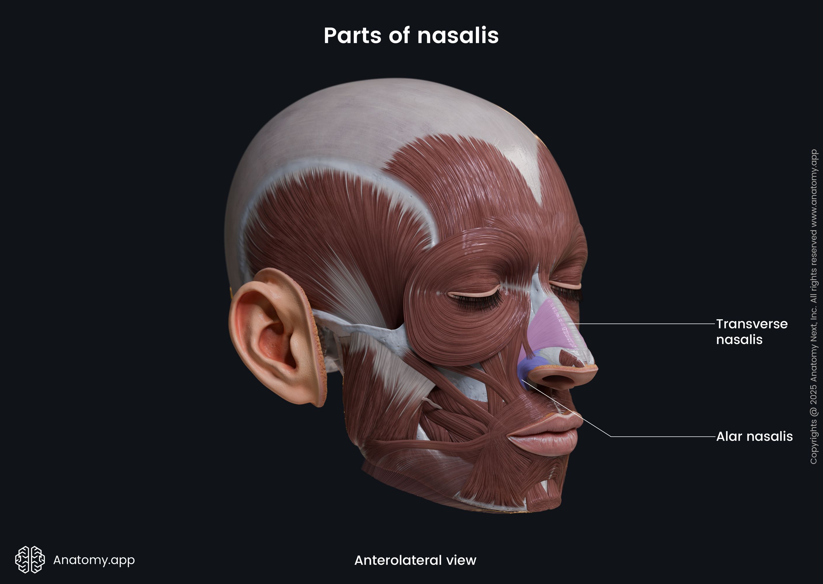 Parts of nasalis (anterolateral view)