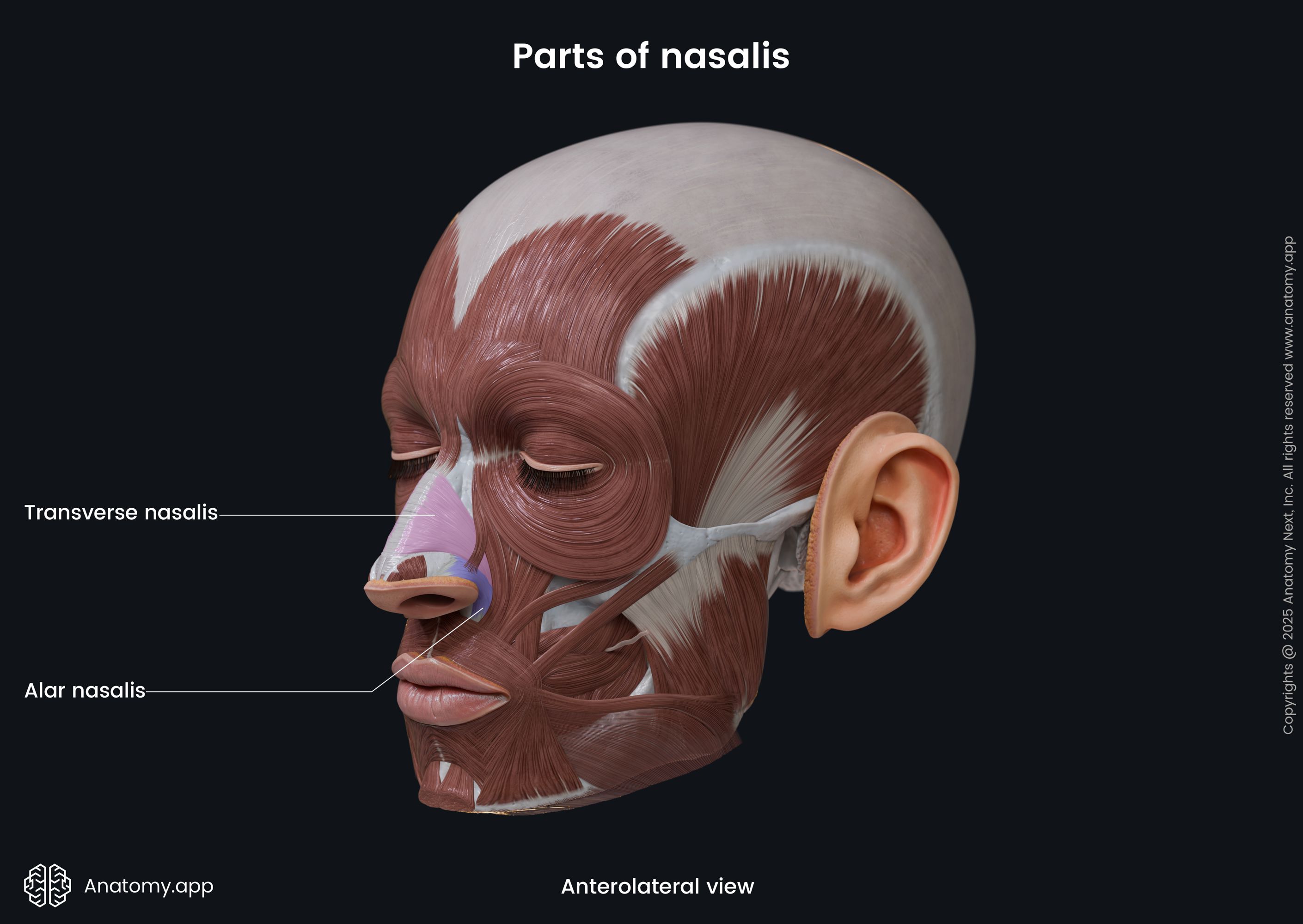 Parts of nasalis (anterolateral view)