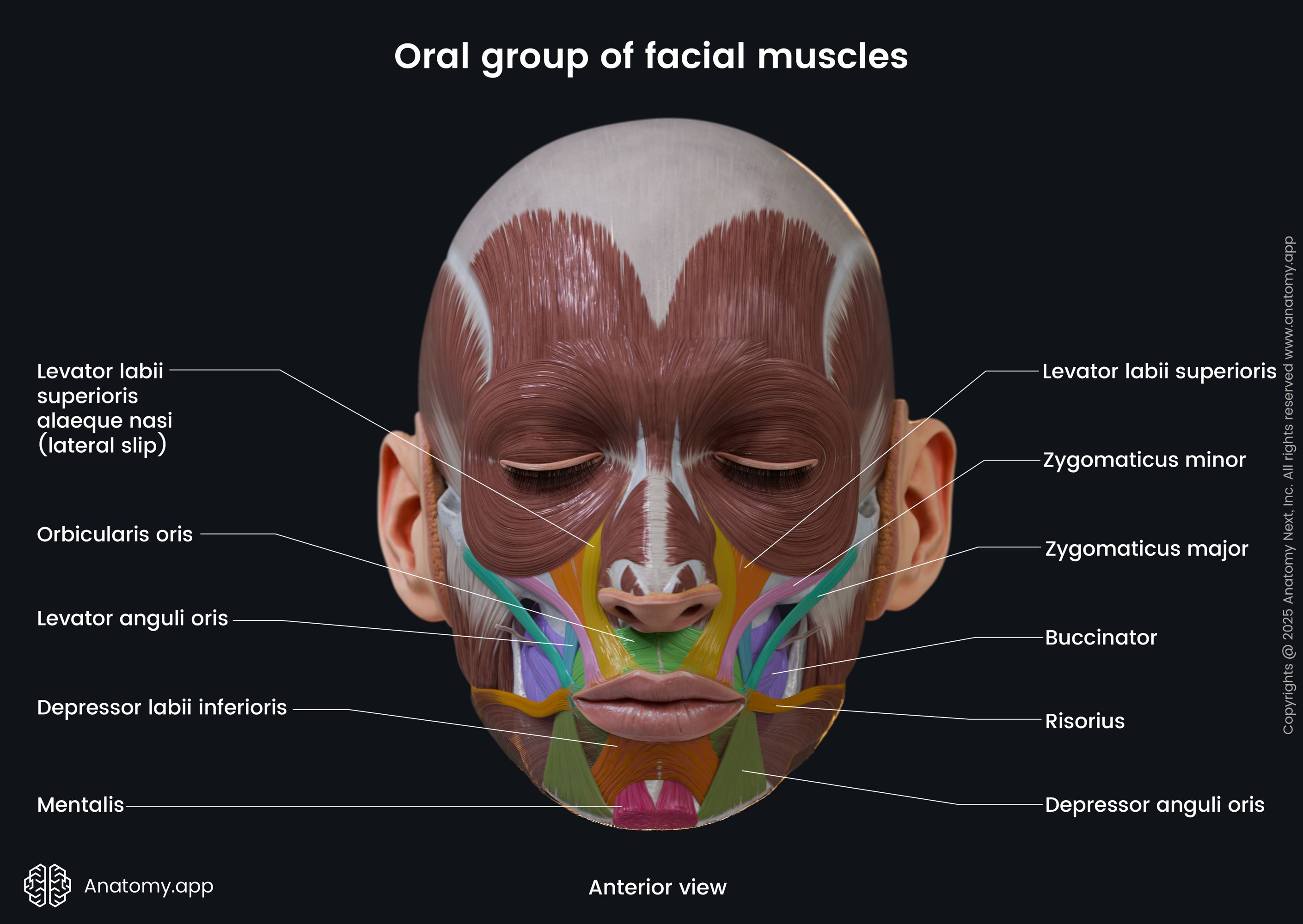 Oral group of facial muscles (anterior view)
