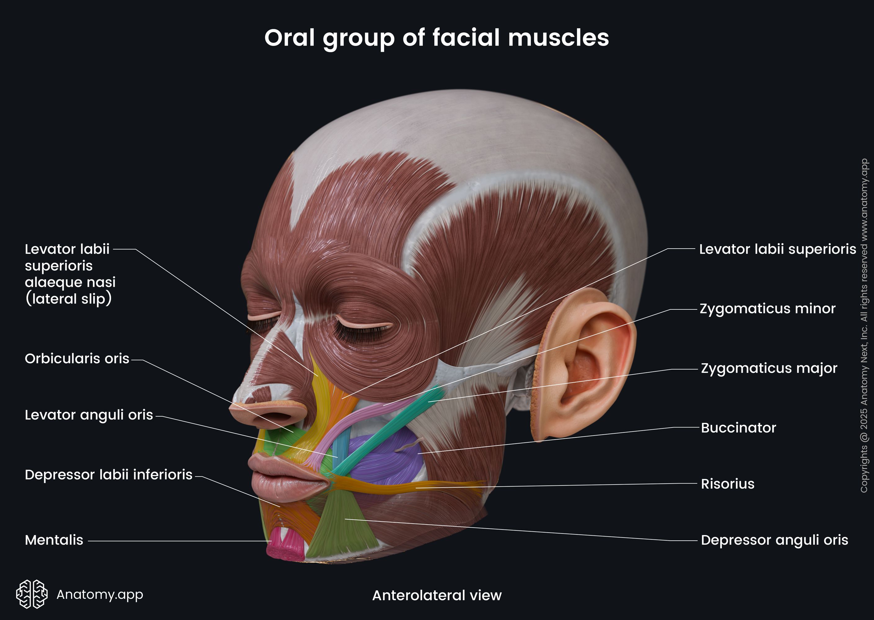 Oral group of facial muscles (anterolateral view)
