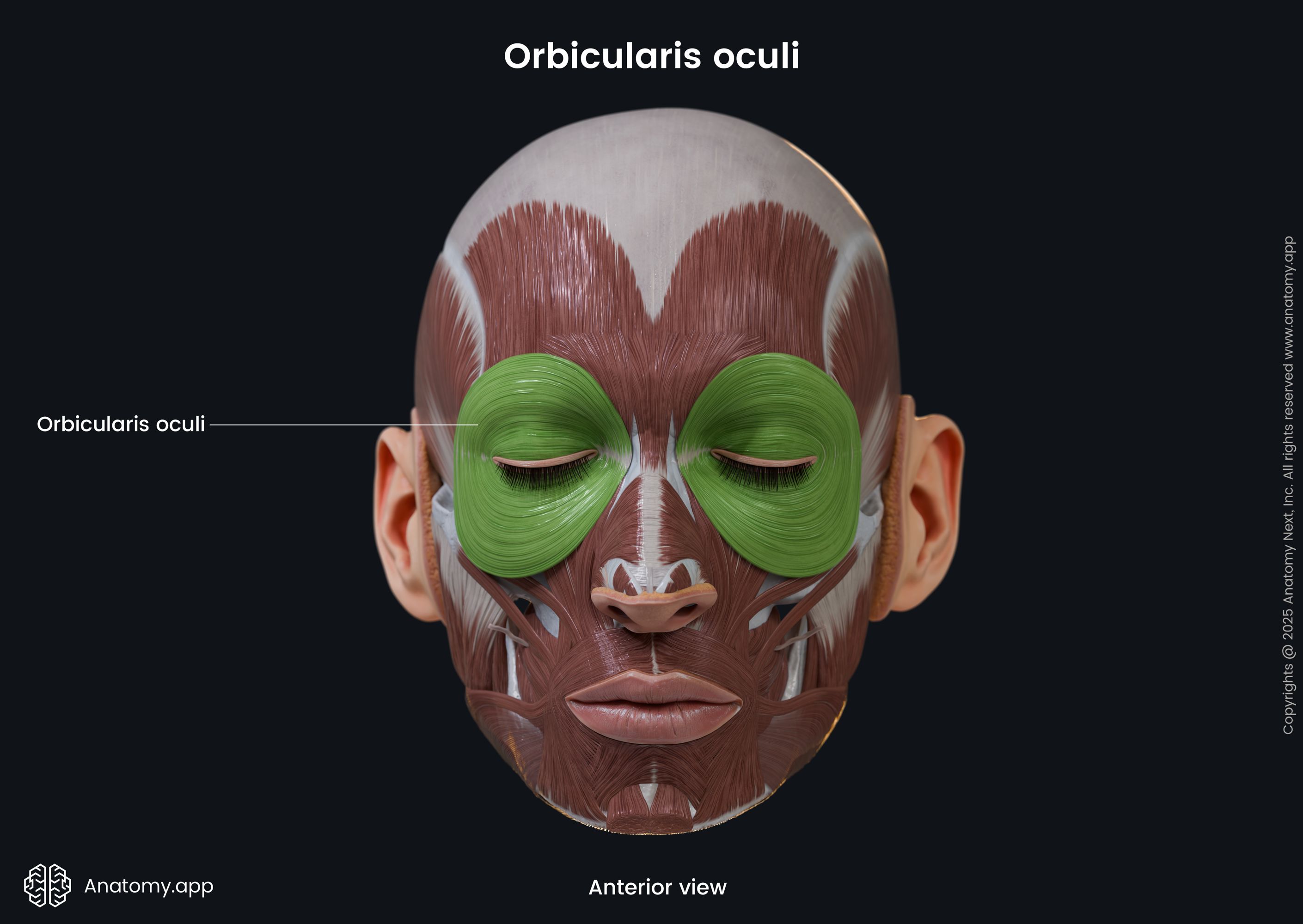 Orbicularis oculi (anterior view)