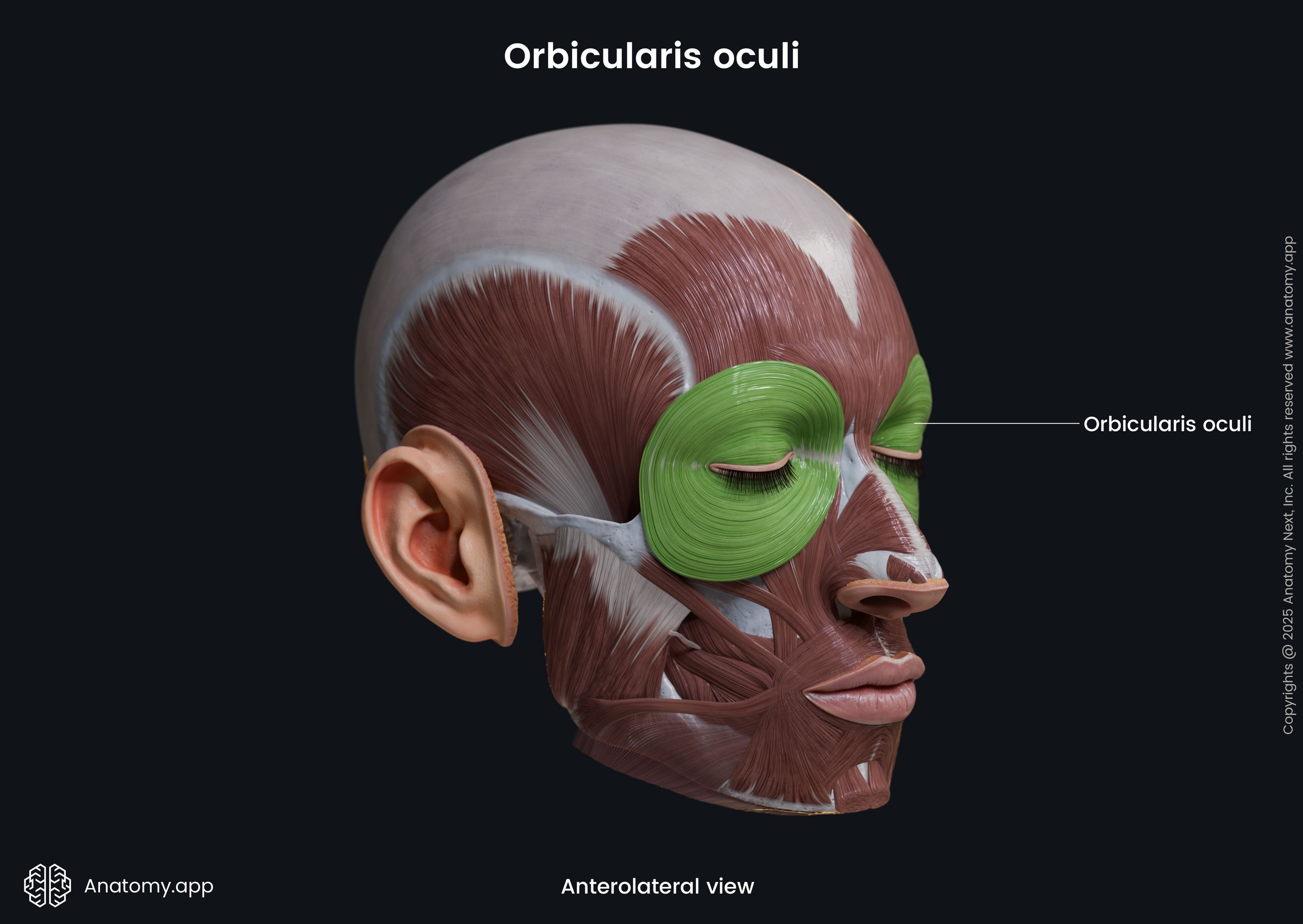 Orbicularis oculi (anterolateral view)