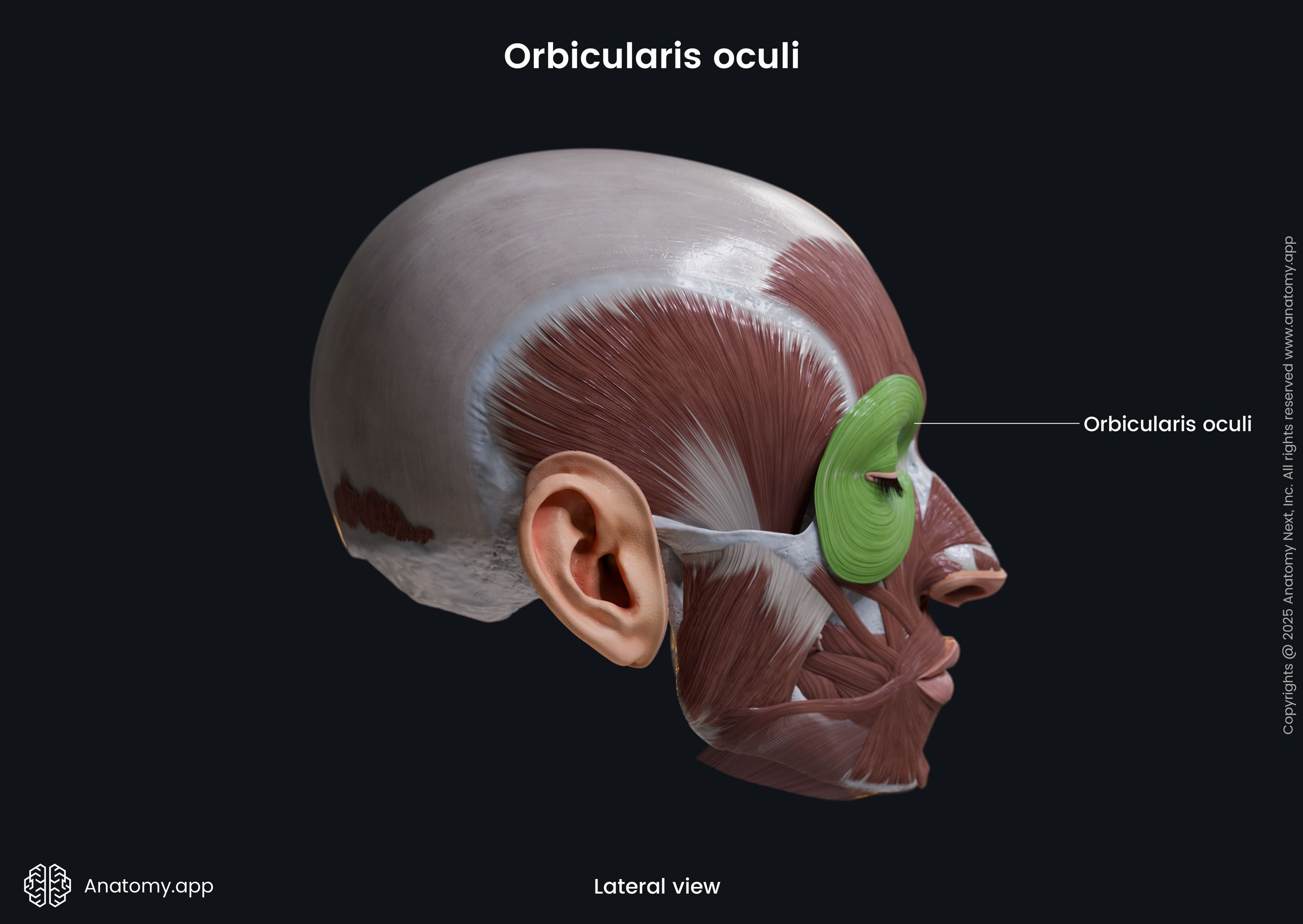 Orbicularis oculi (lateral view)