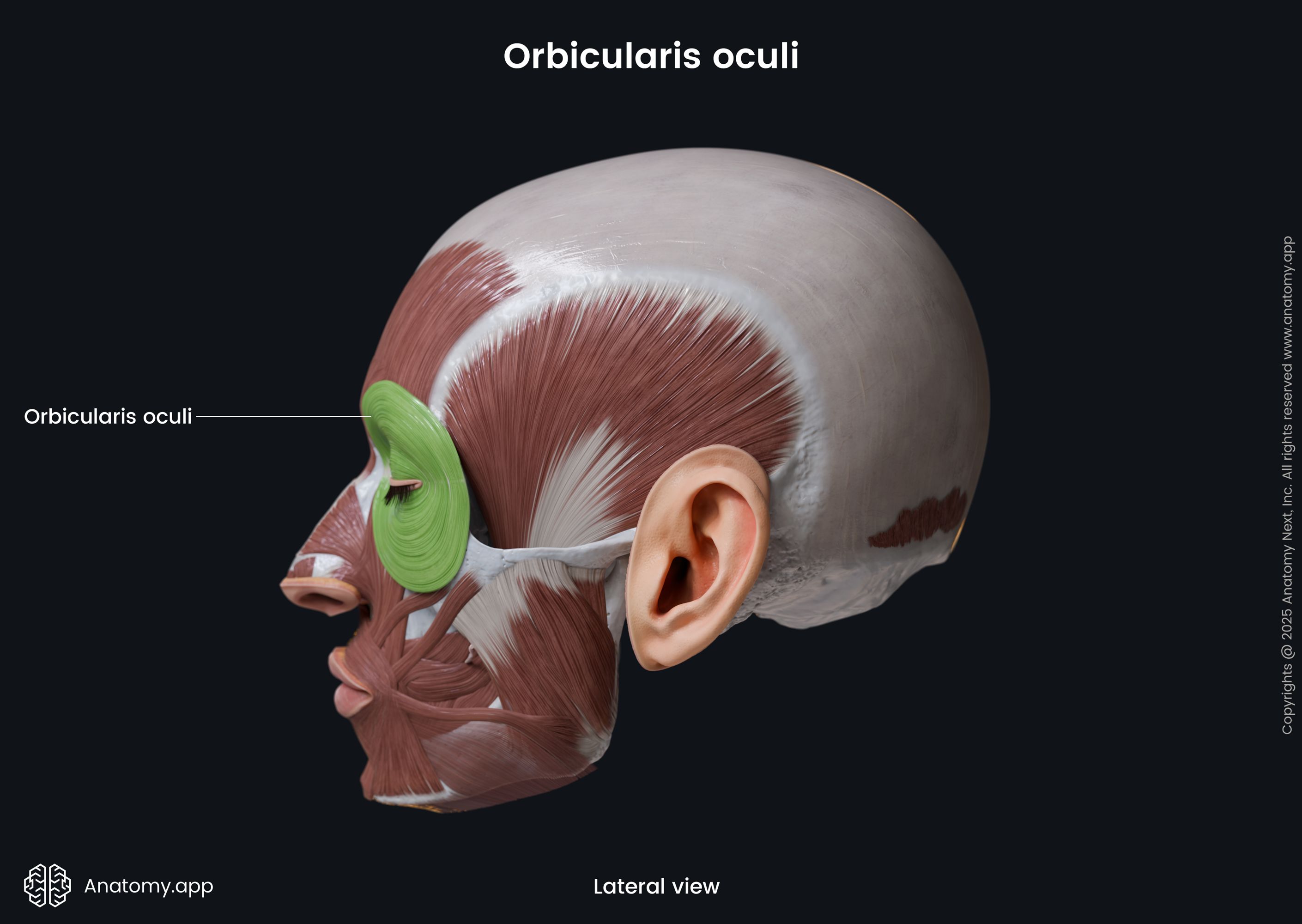 Orbicularis oculi (lateral view)