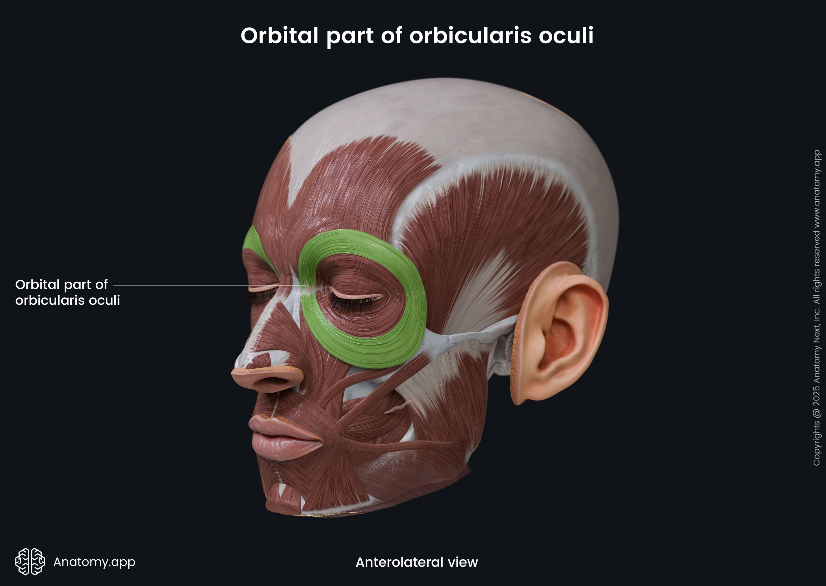 Orbital part of orbicularis oculi (anterolateral view)
