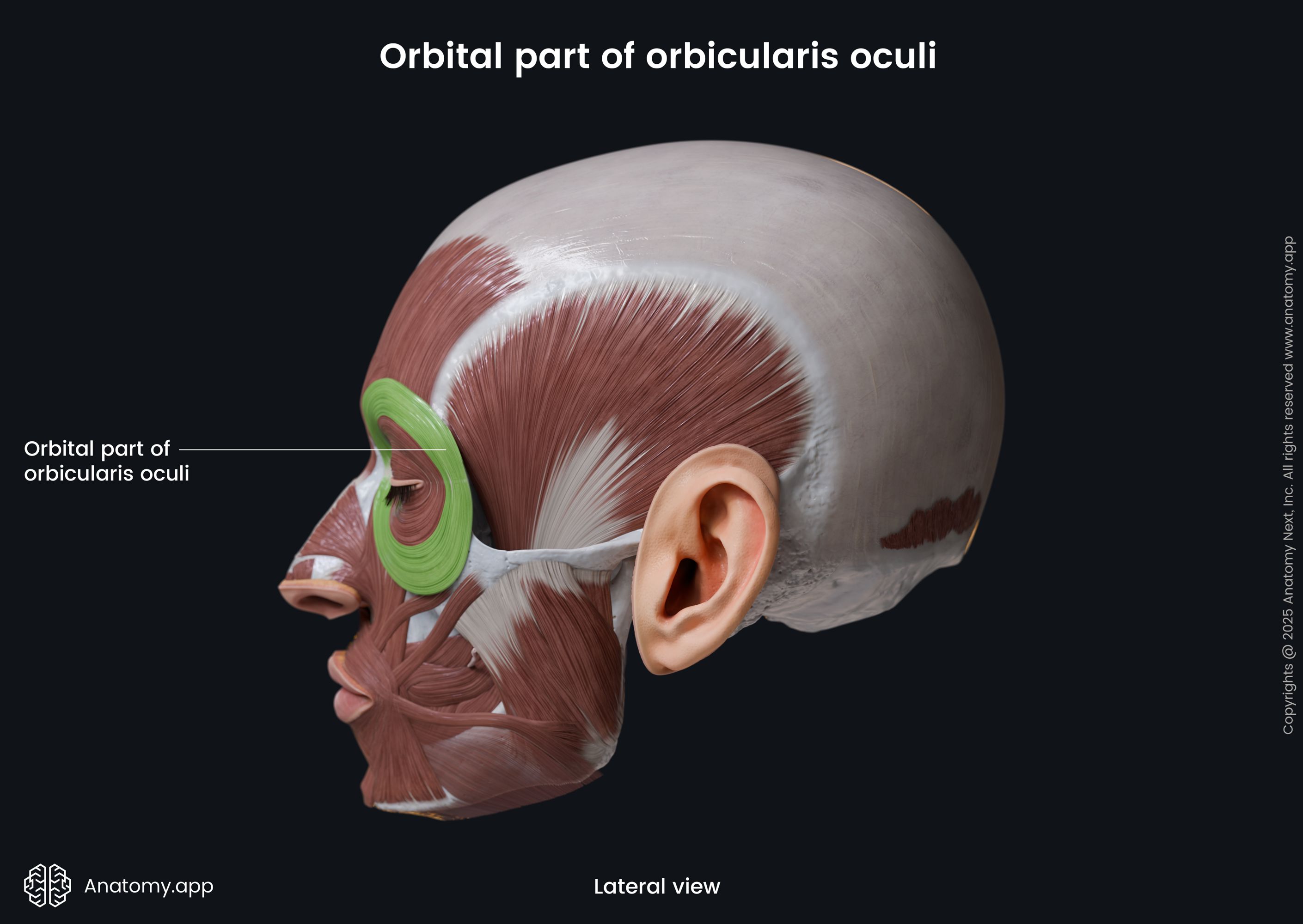 Orbital part of orbicularis oculi (lateral view)
