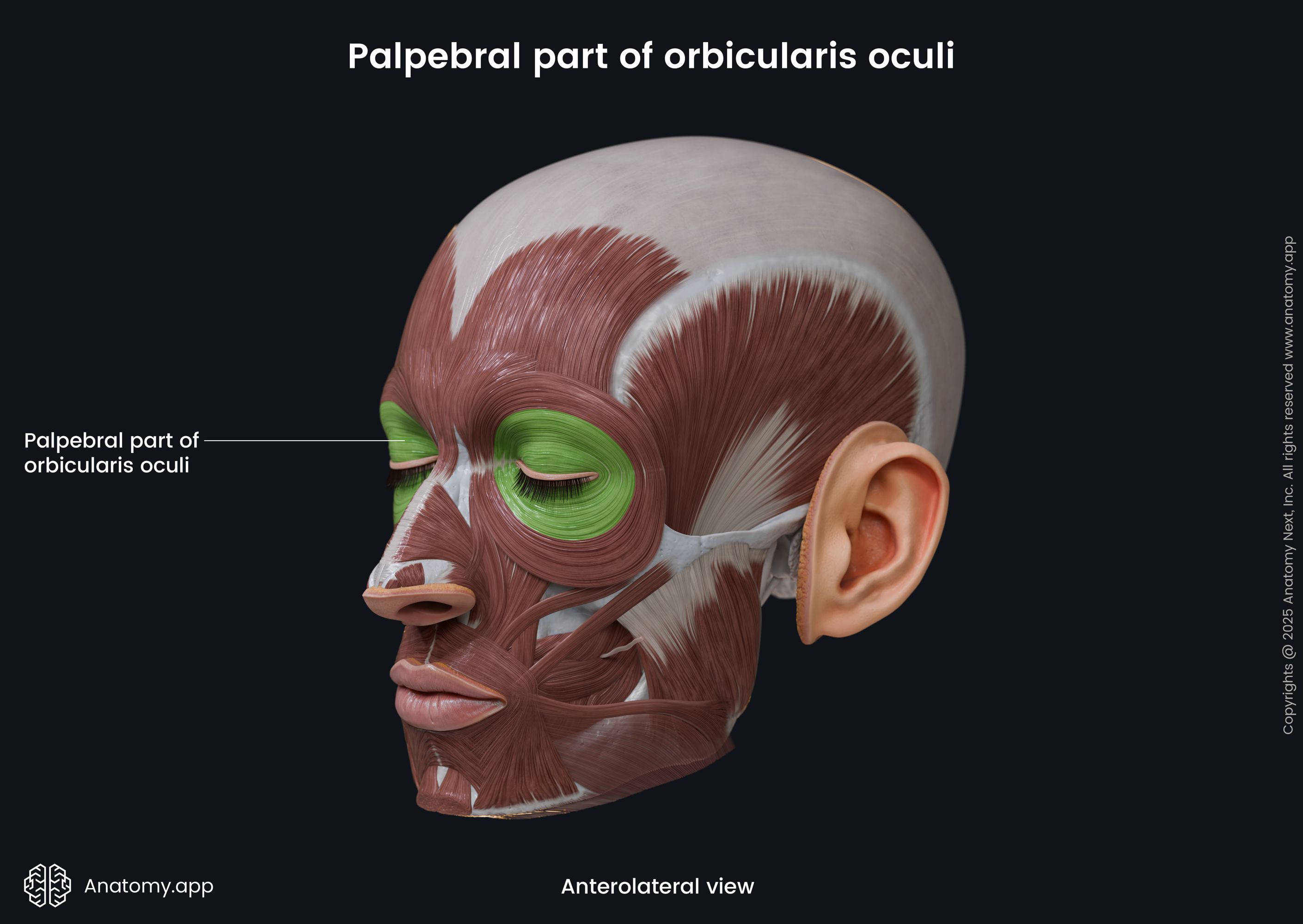 Palpebral part of orbicularis oculi (anterolateral view)