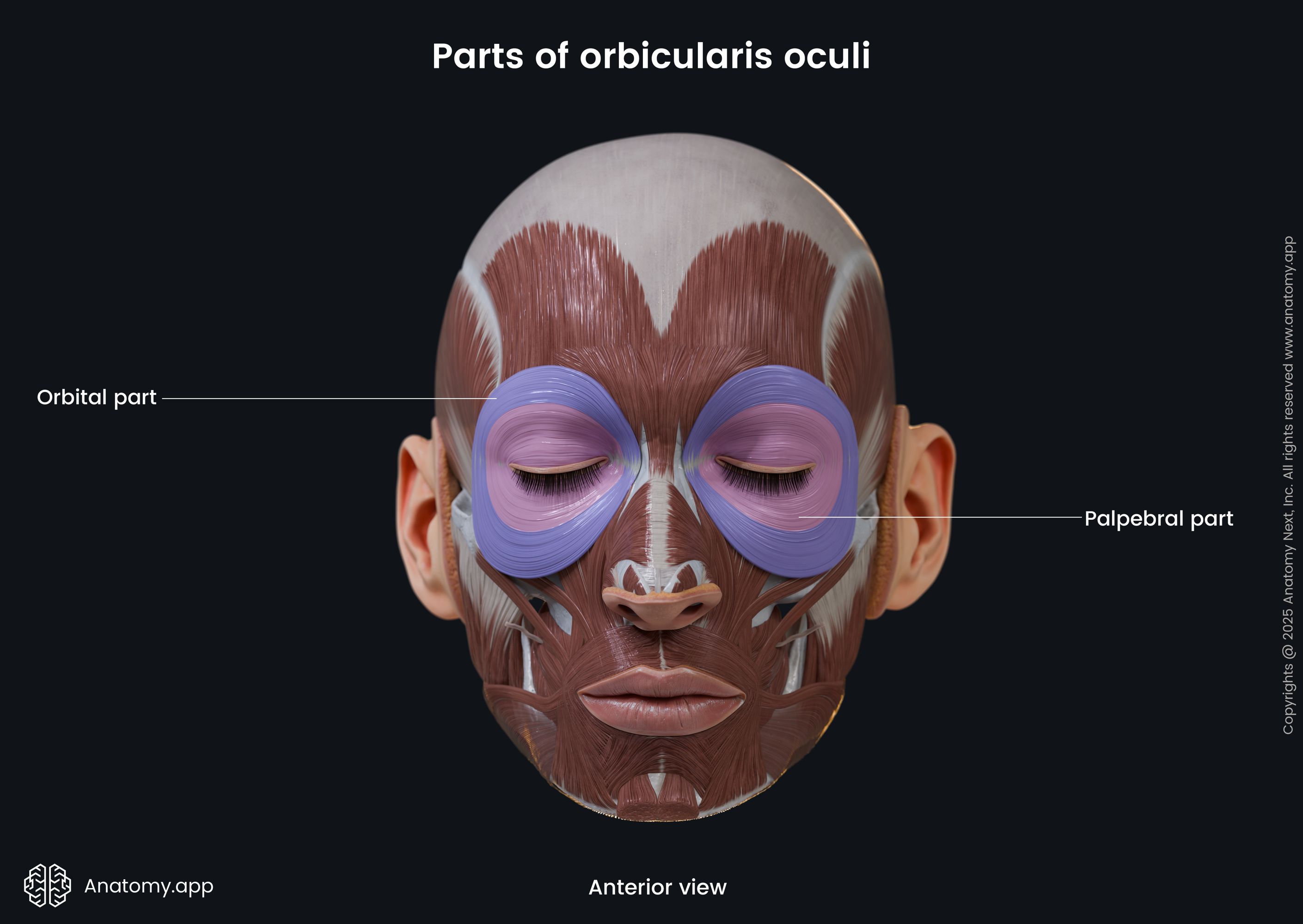 Parts of orbicularis oculi (anterior view)