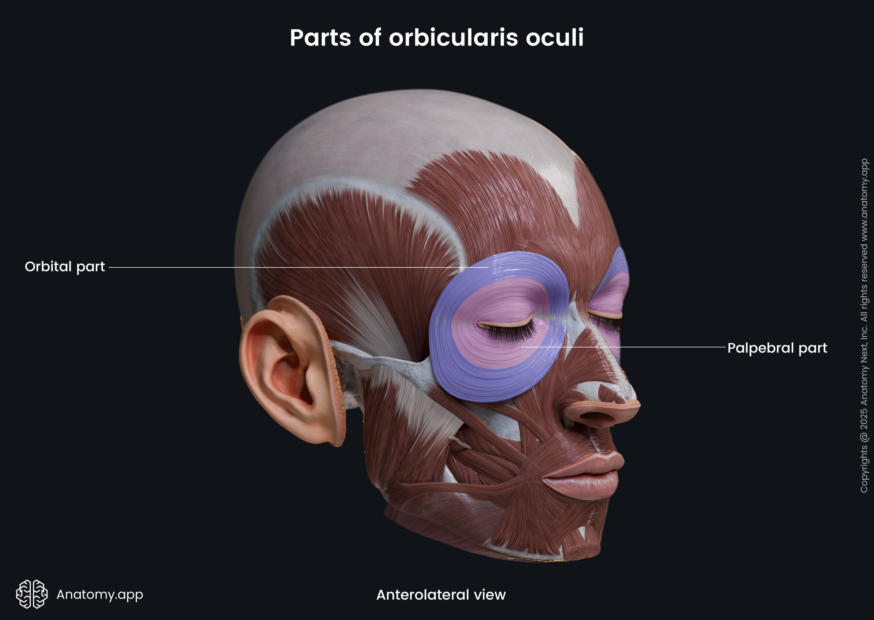 Parts of orbicularis oculi (anterolateral view)