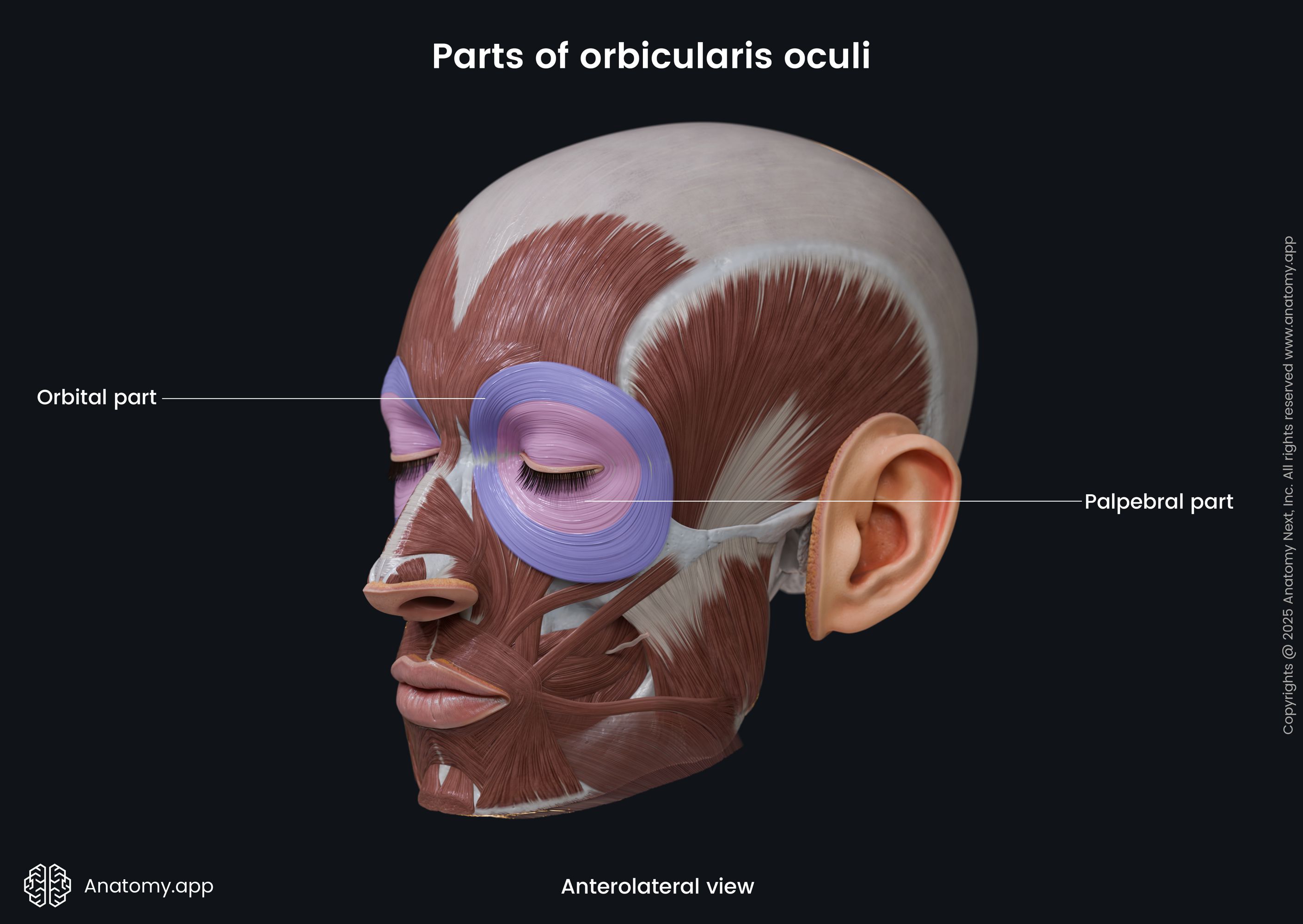 Parts of orbicularis oculi (anterolateral view)