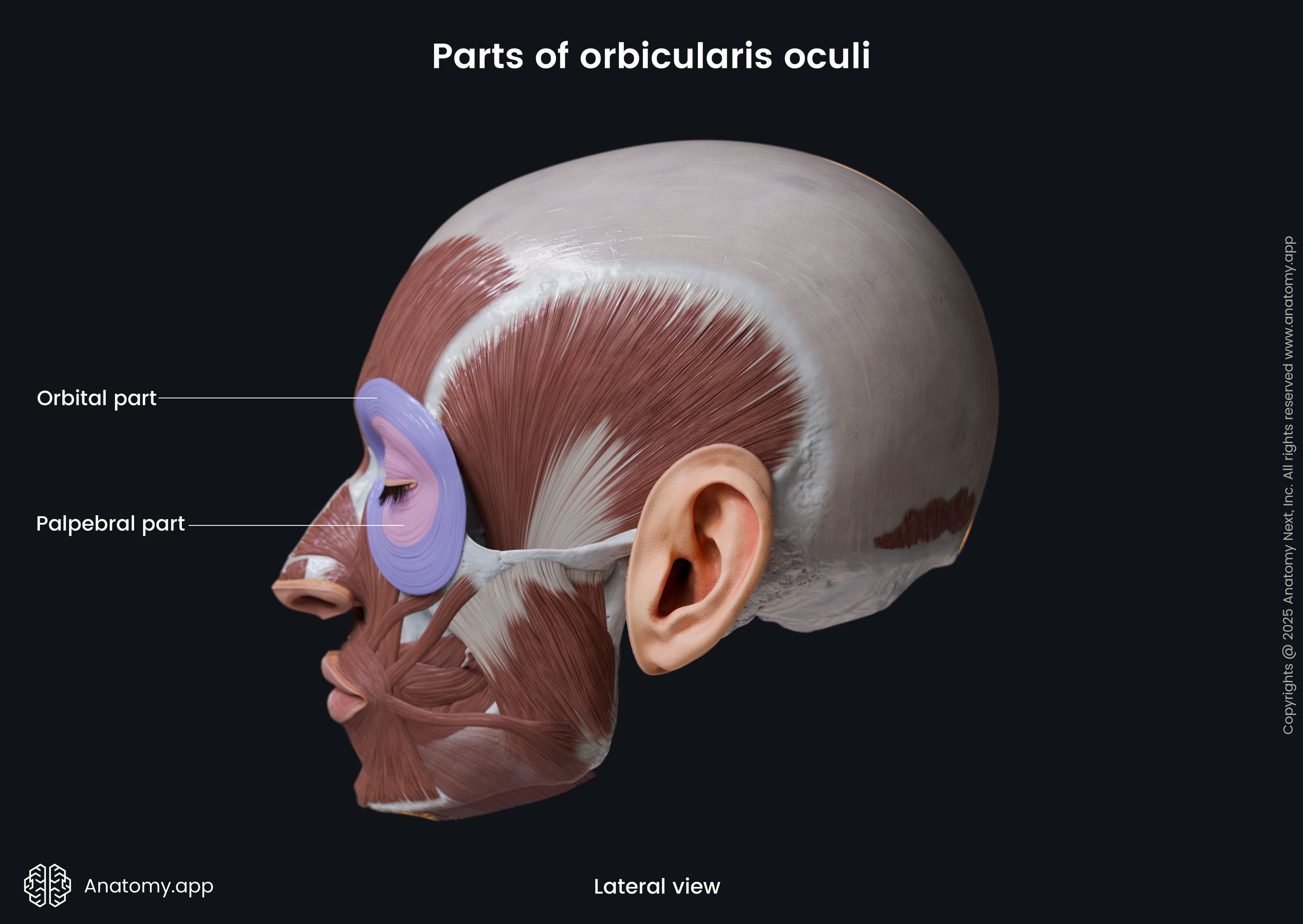 Parts of orbicularis oculi (lateral view)
