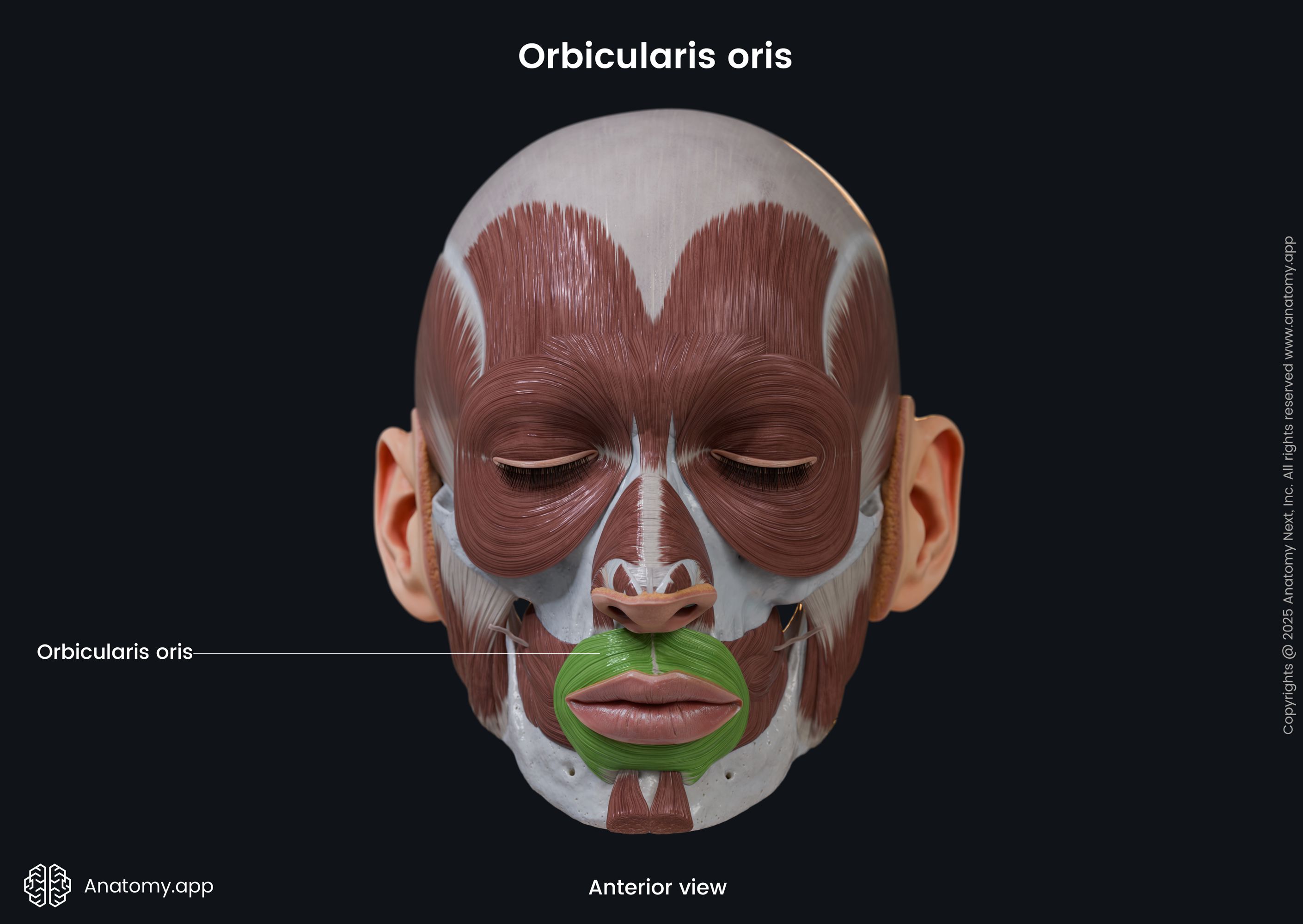 Orbicularis oris (anterior view)