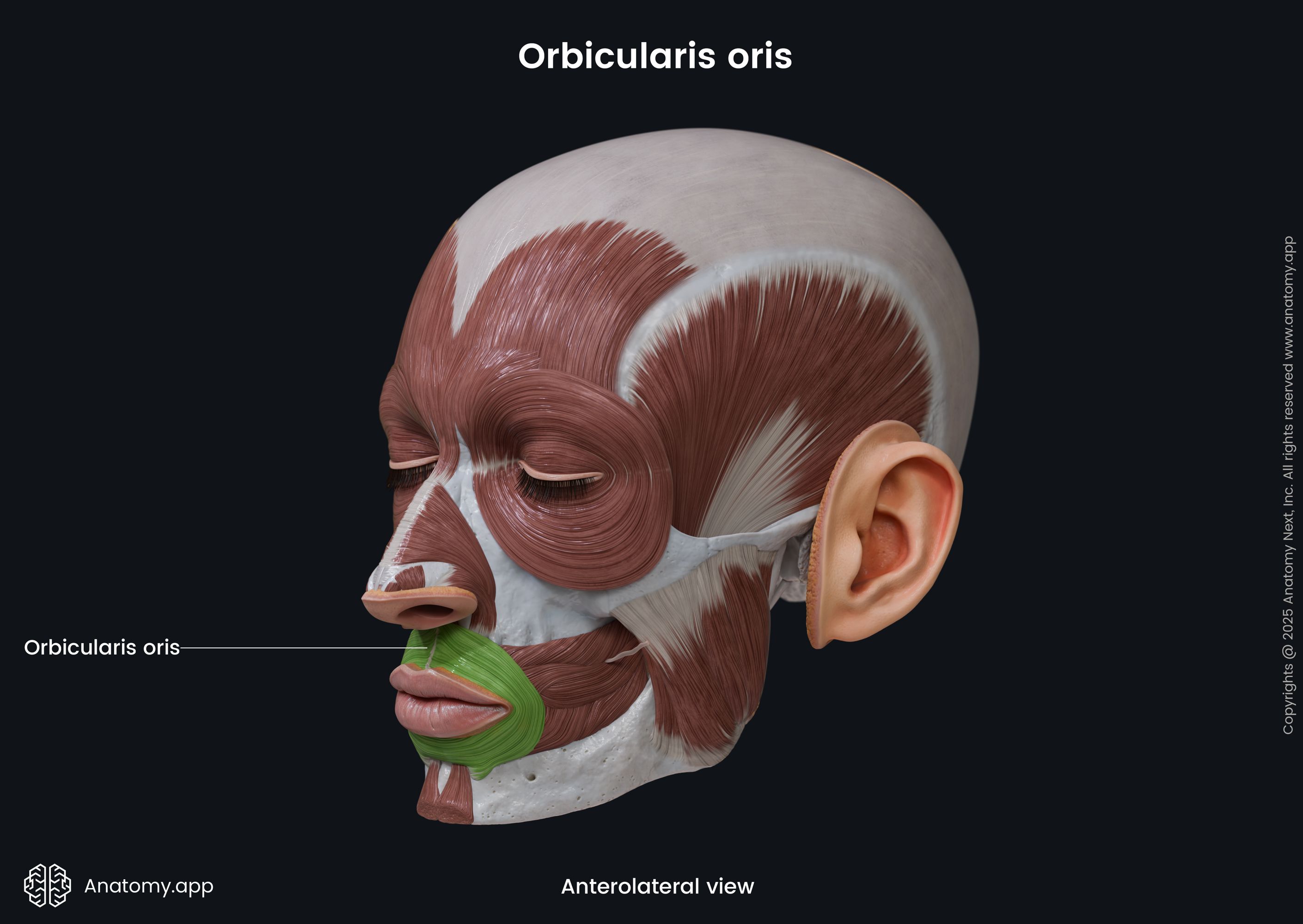 Orbicularis oris (anterolateral view)