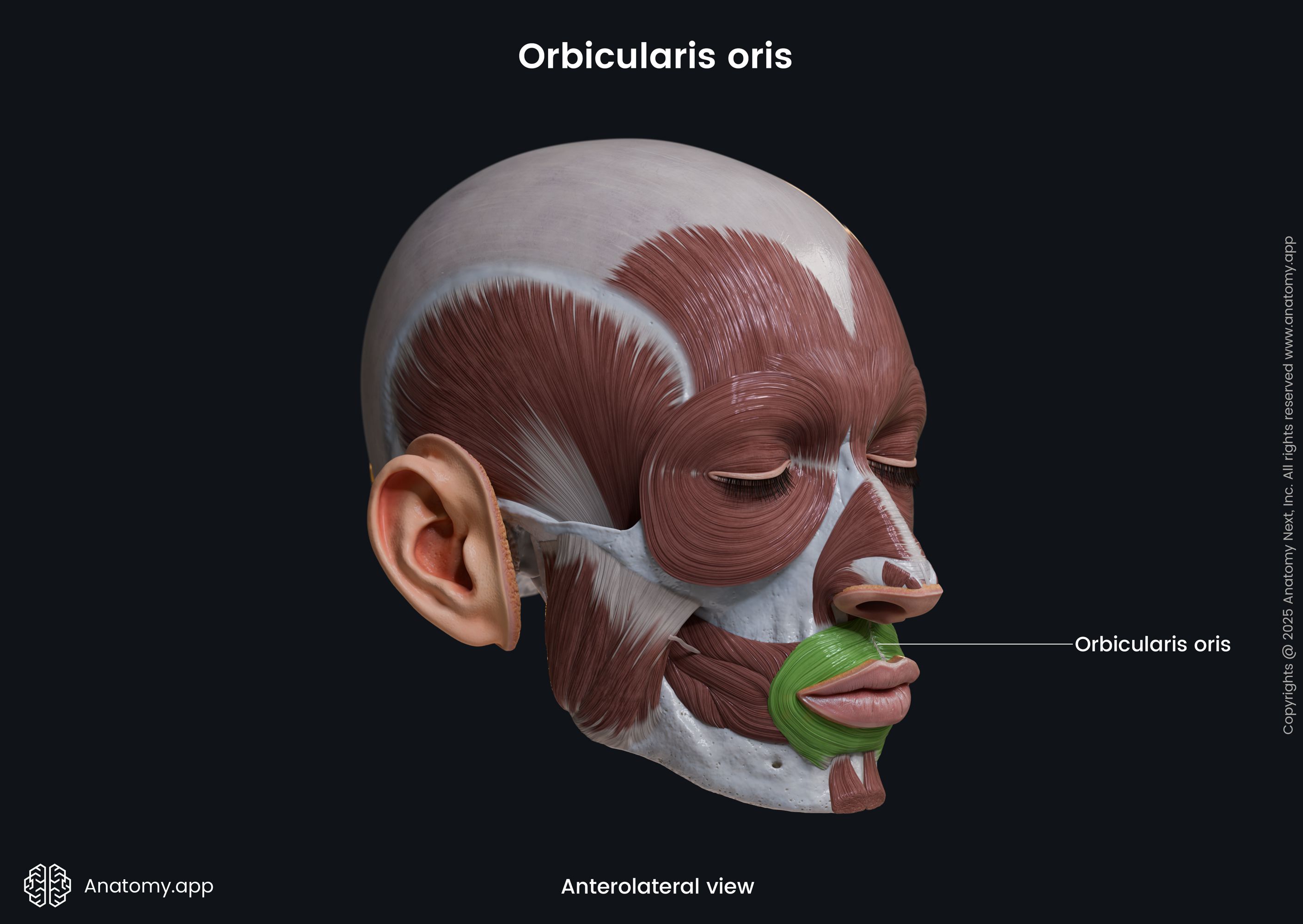 Orbicularis oris (anterolateral view)
