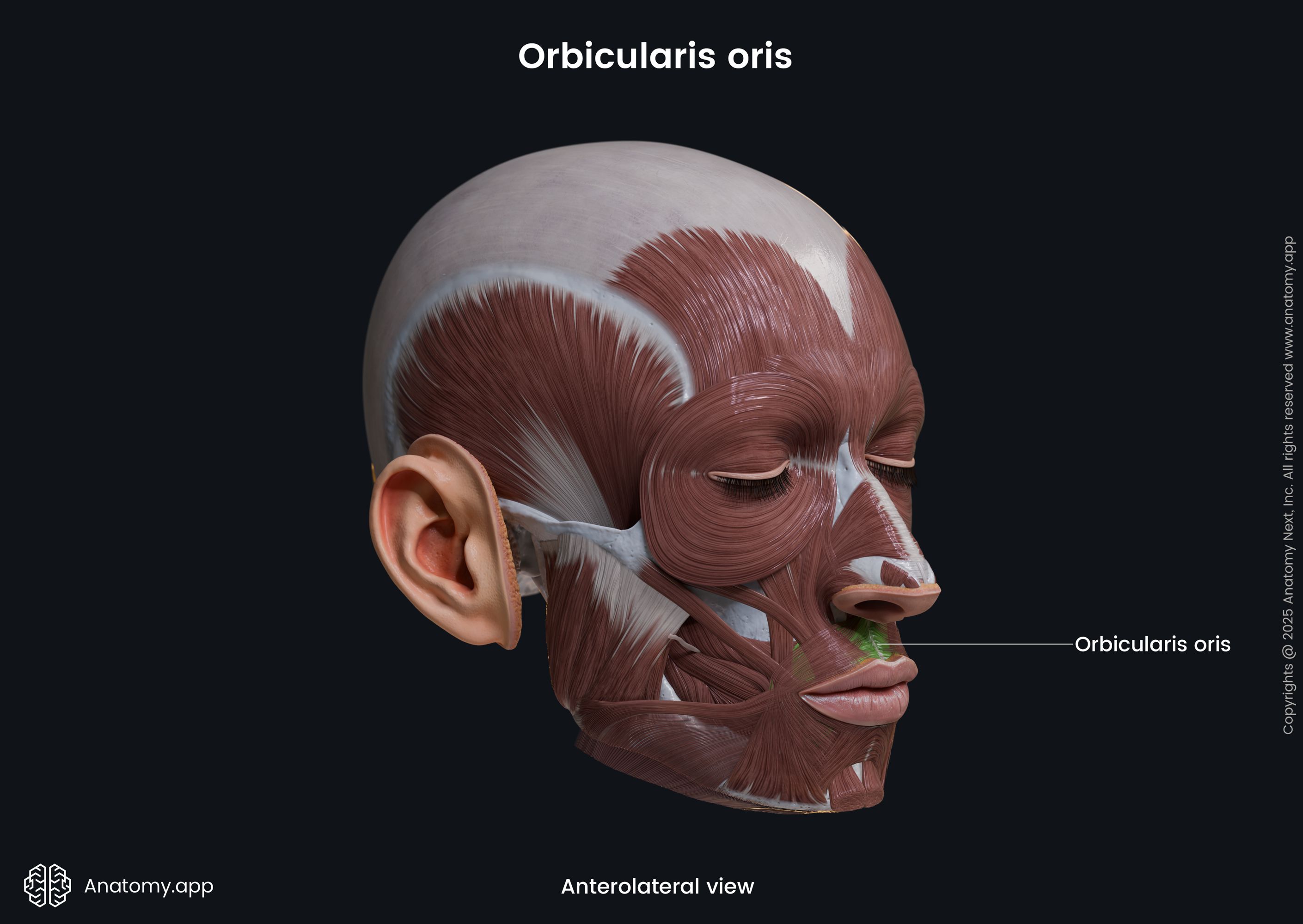 Orbicularis oris (anterolateral view)