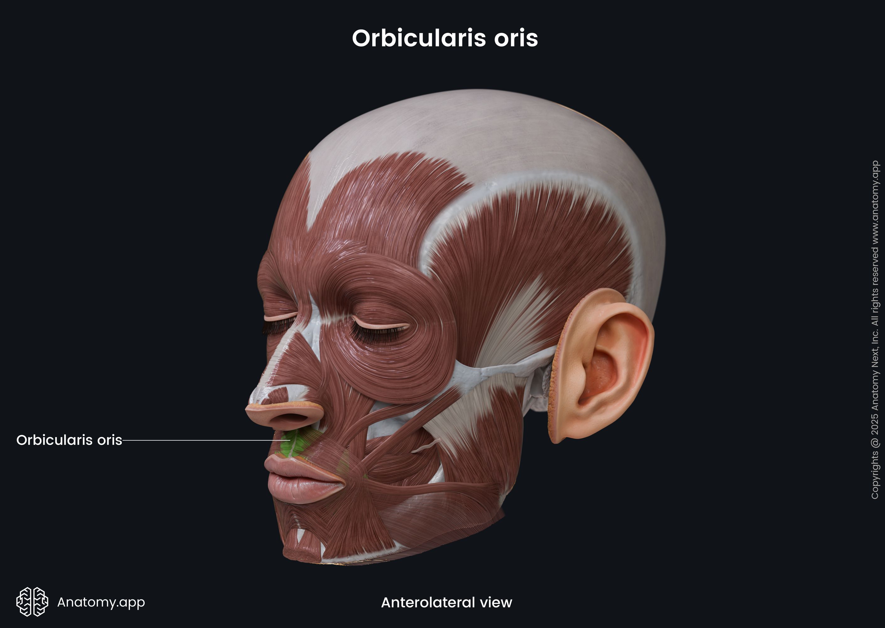Orbicularis oris (anterolateral view)