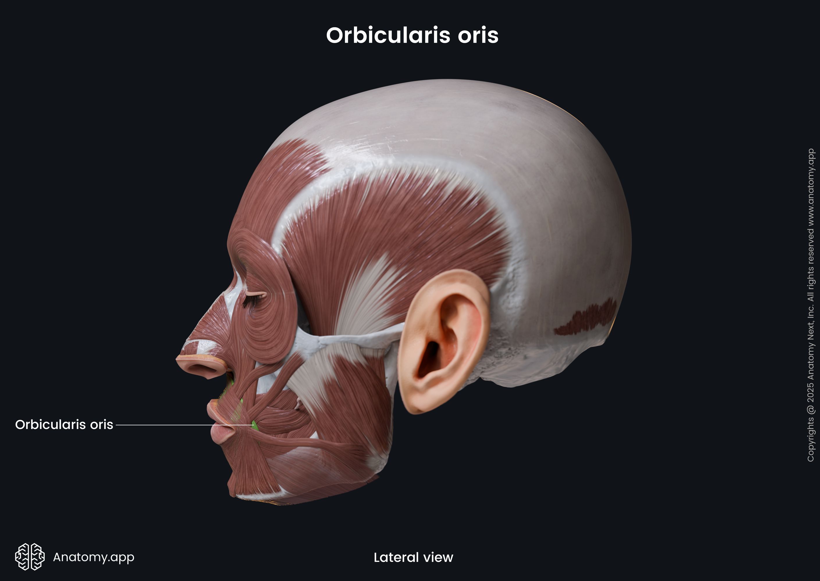 Orbicularis oris (lateral view)