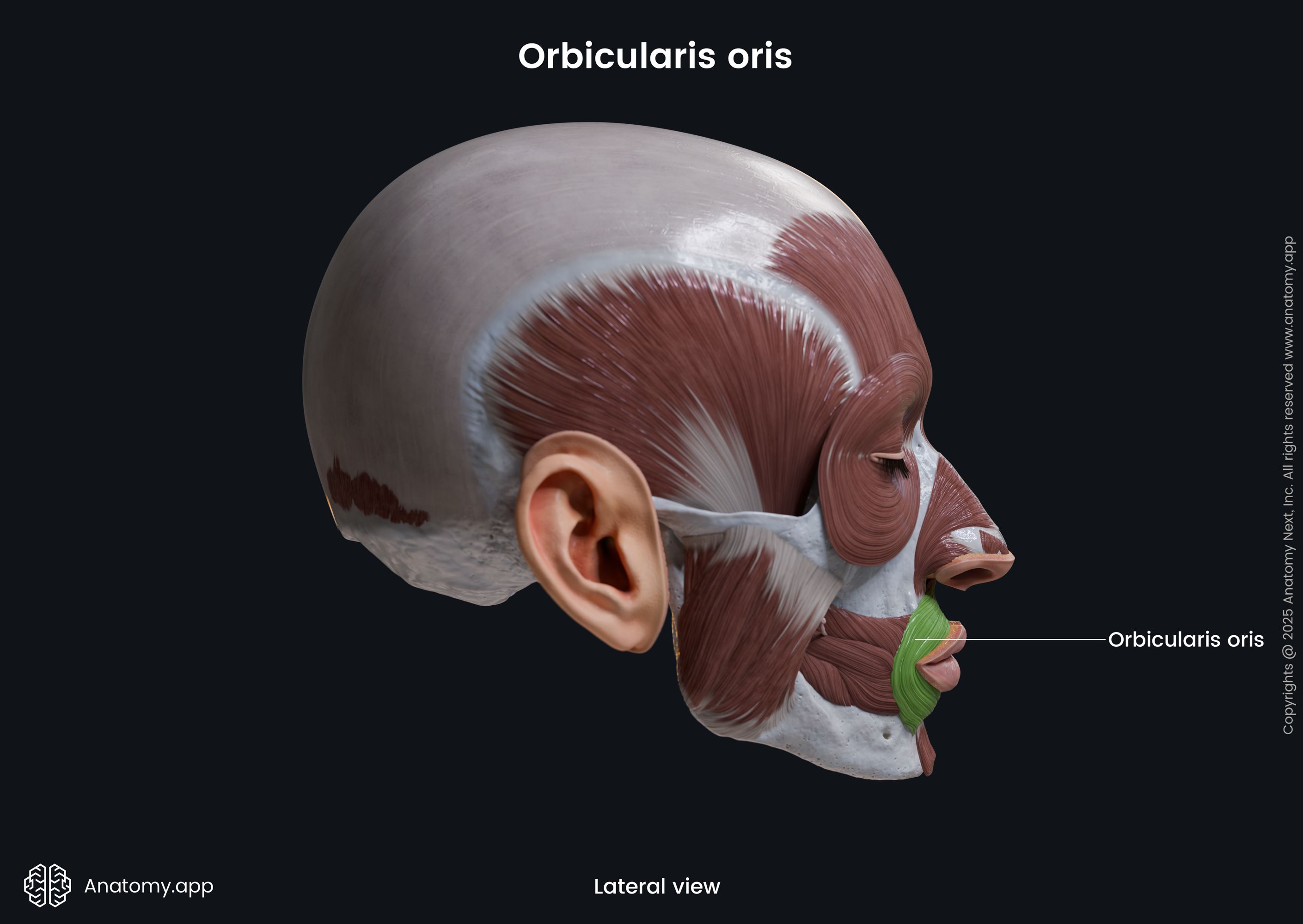 Orbicularis oris (lateral view)