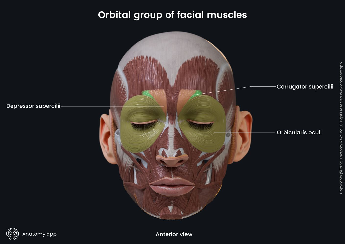 Orbital Group Of Facial Muscle Anterior View Anatomy App