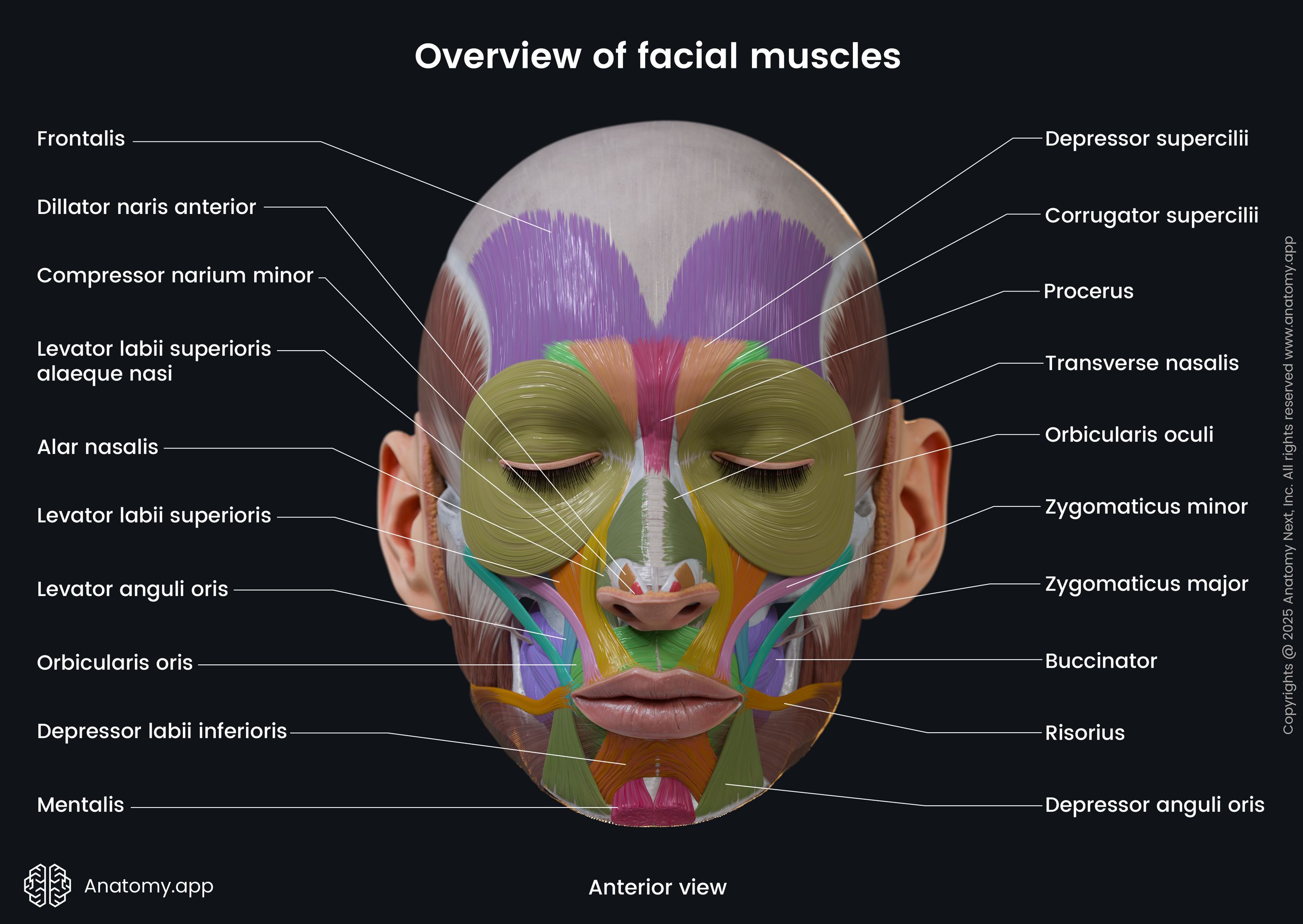 Overview of facial muscles (colored; anterior view)