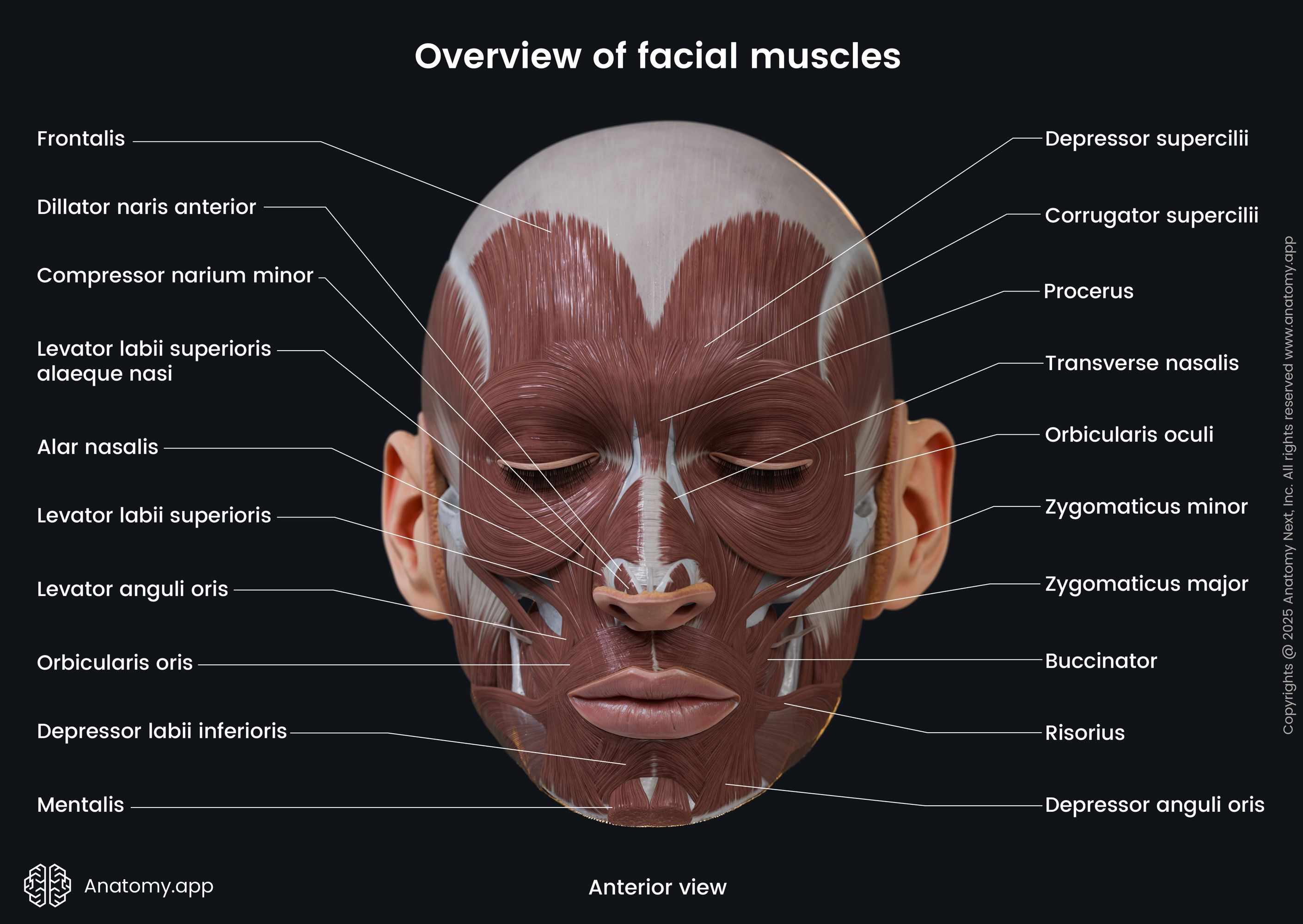 Overview of facial muscles (anterior view)