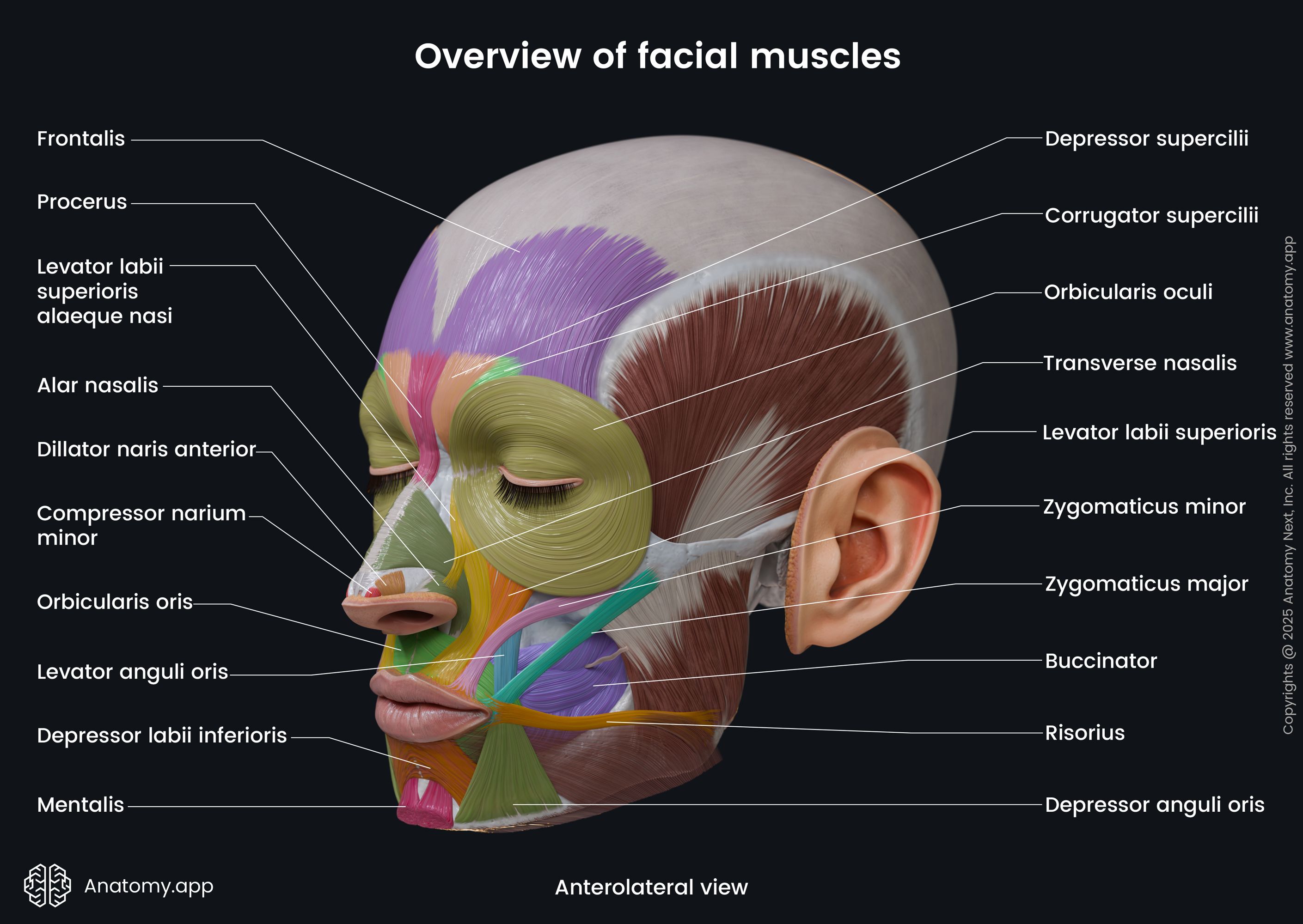 Overview of facial muscles (colored; anterolateral view)