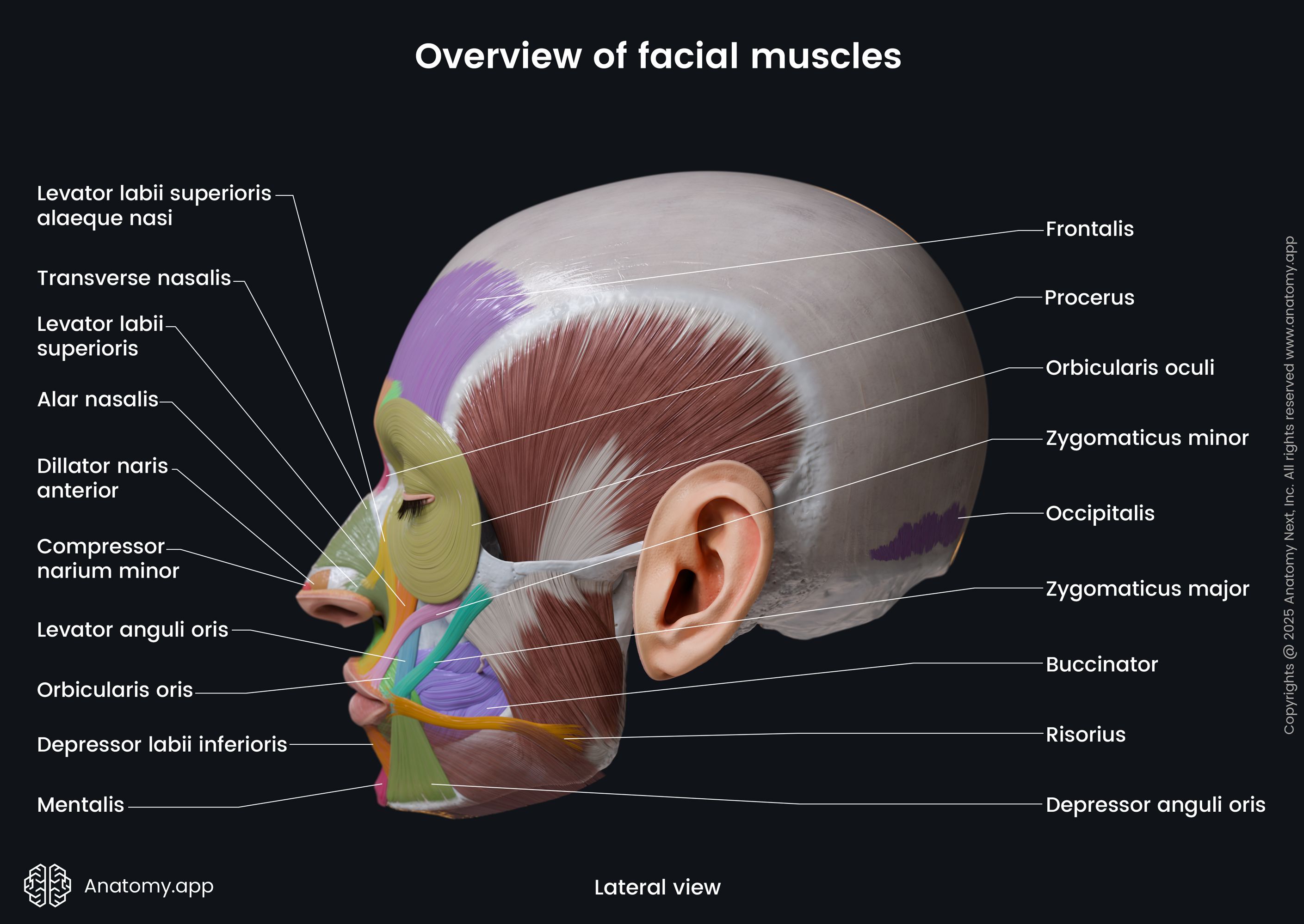Overview of facial muscles (colored; lateral view)