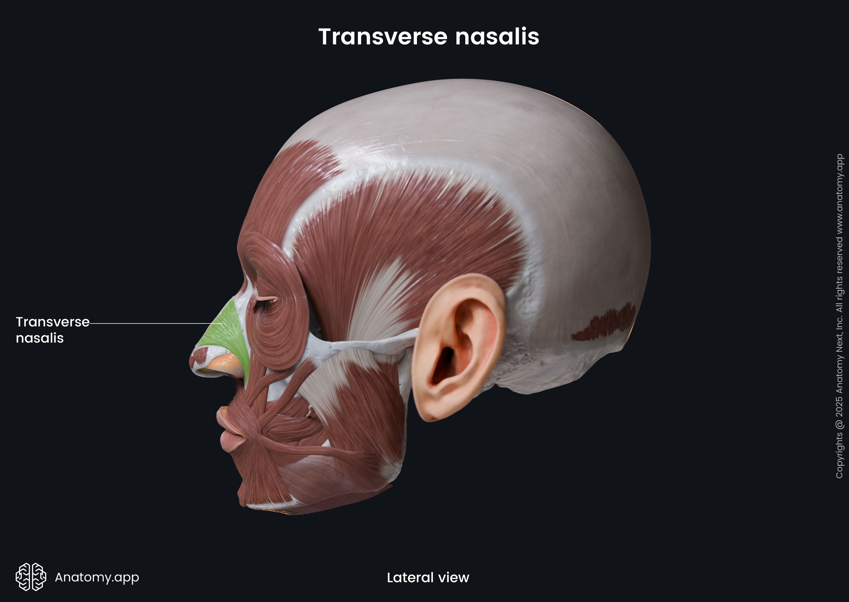 Transverse nasalis (lateral view)